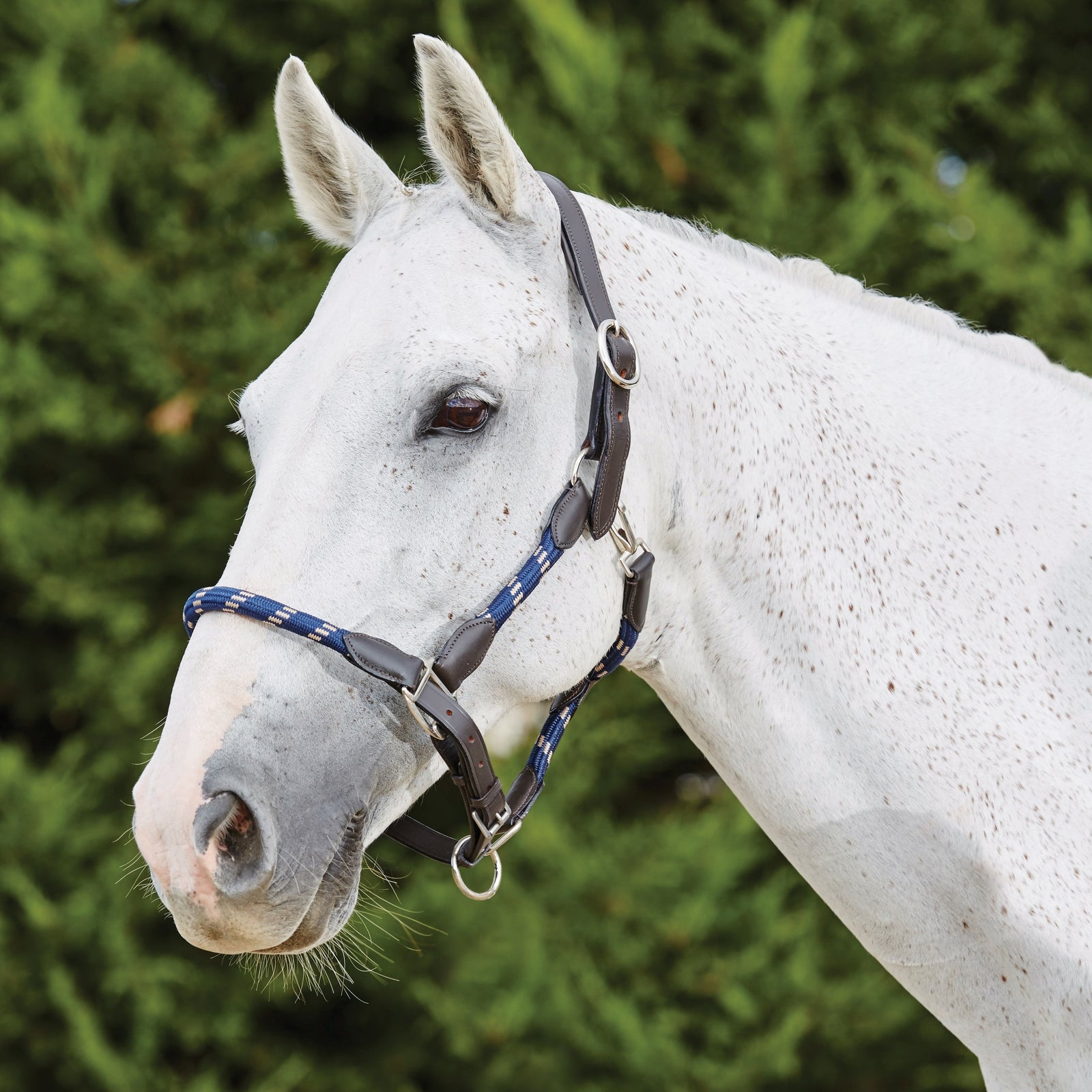 Kincade Leather Rope Headcollar Halters & Leads