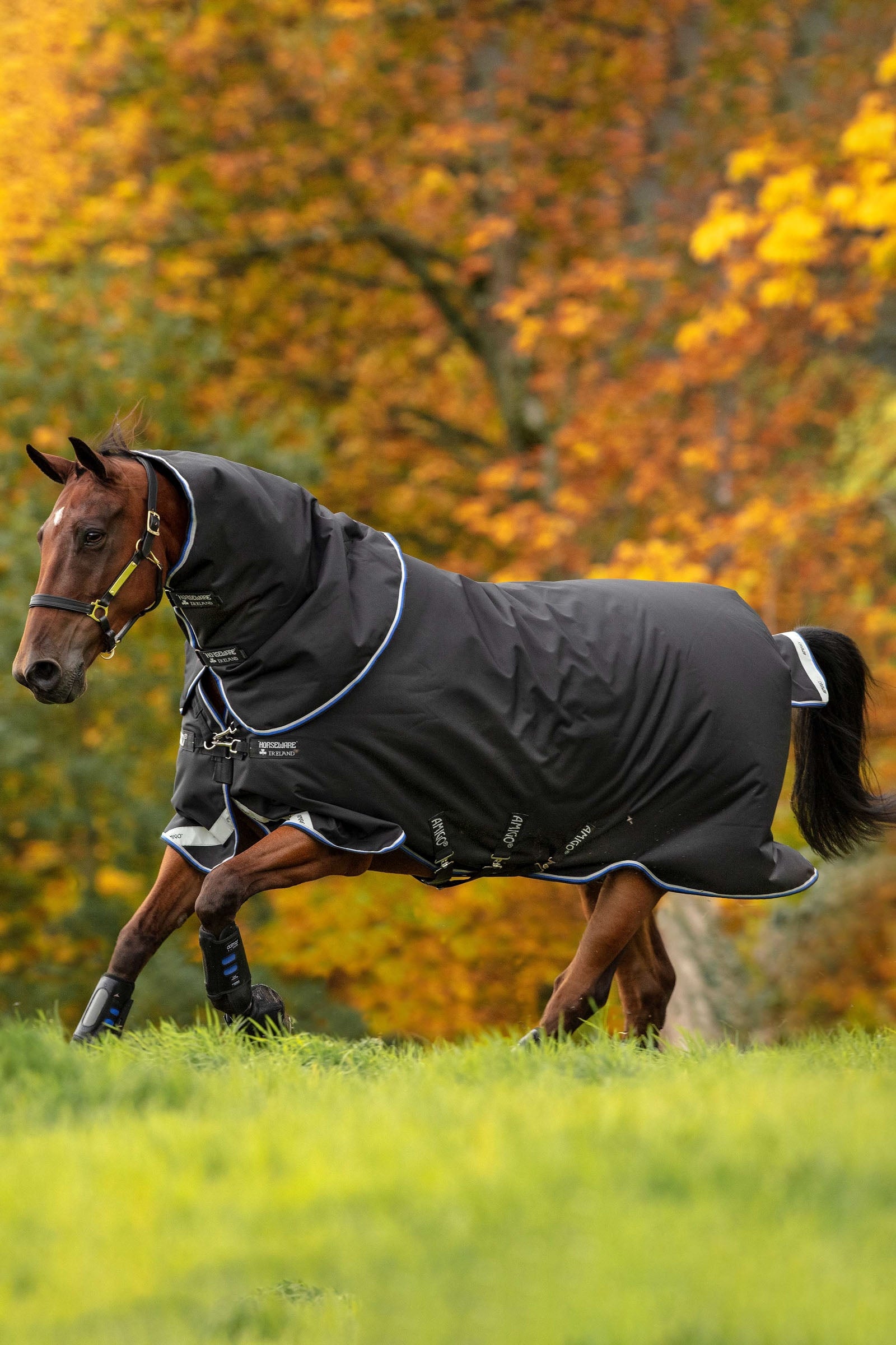 Horseware Amigo Bravo 12 Plus couverture d'extérieur, 250 g Couvertures cheval