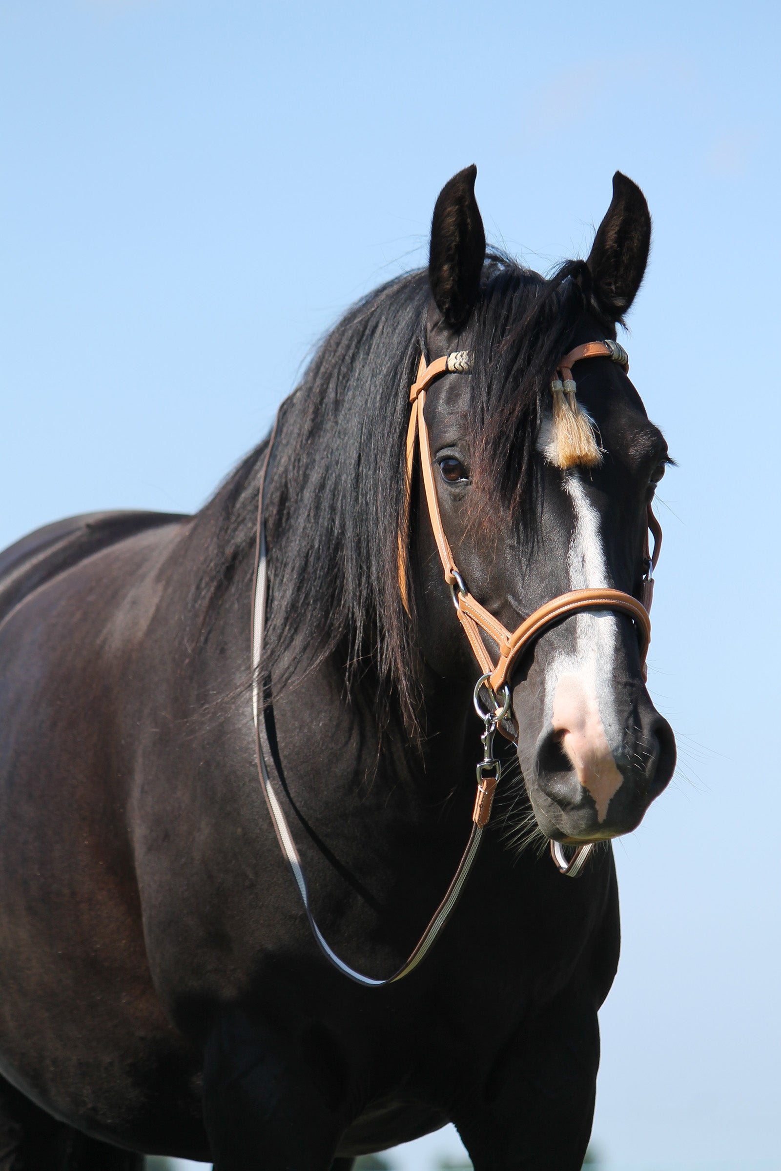 F.R.A. Freedom Riding Articles Shango Sidepull (System 3) Western Look Leather Bridles & Reins