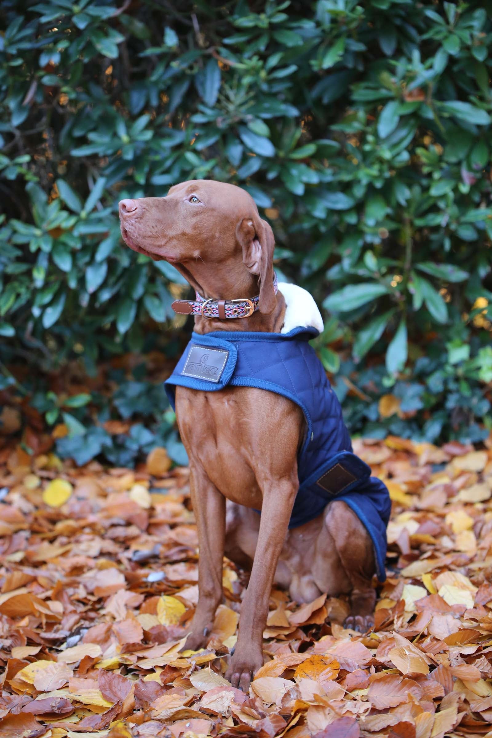 Kentucky Dogwear Manteau pour chien Kentucky Dogwear Chiens