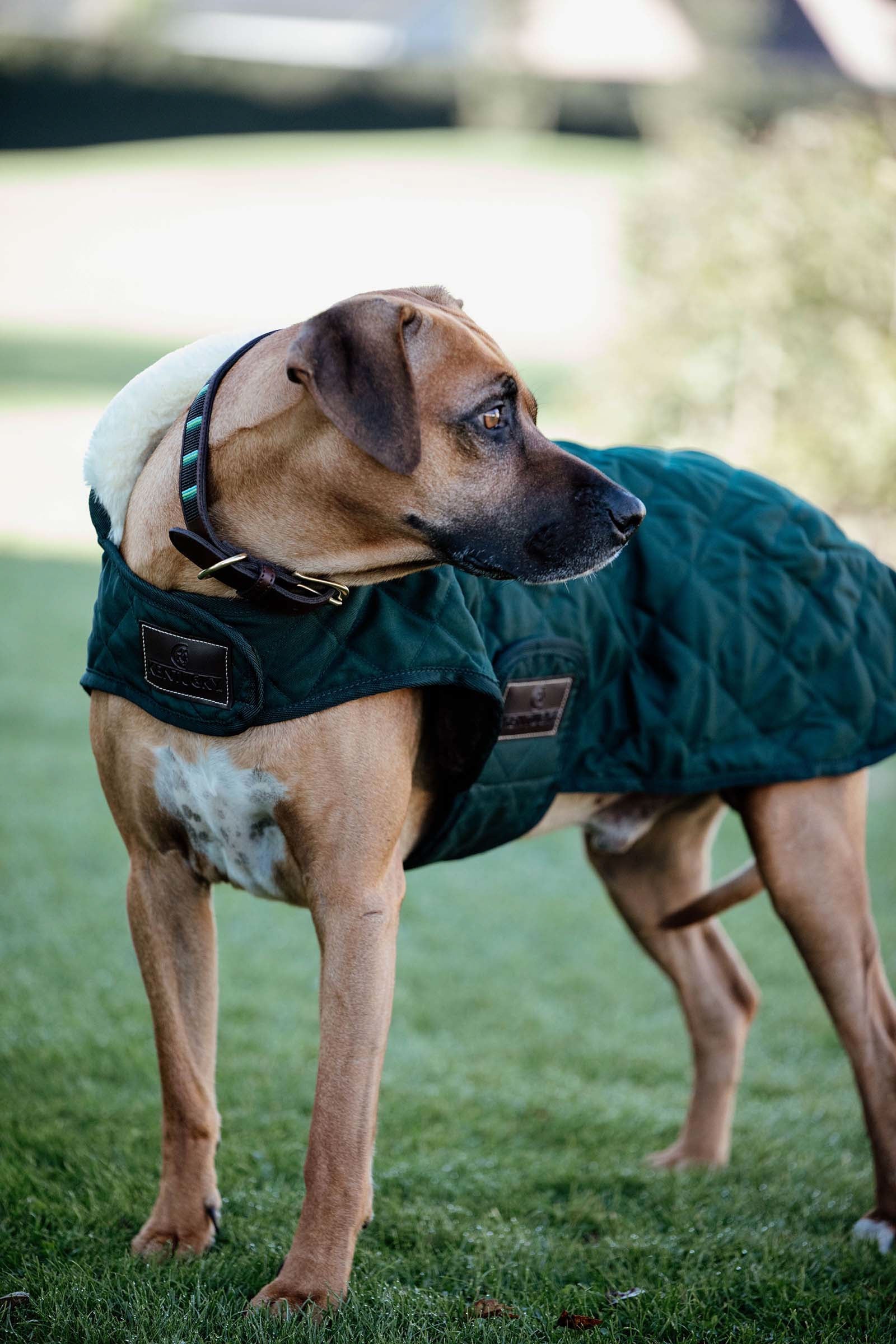 Kentucky Dogwear Manteau pour chien Kentucky Dogwear Chiens