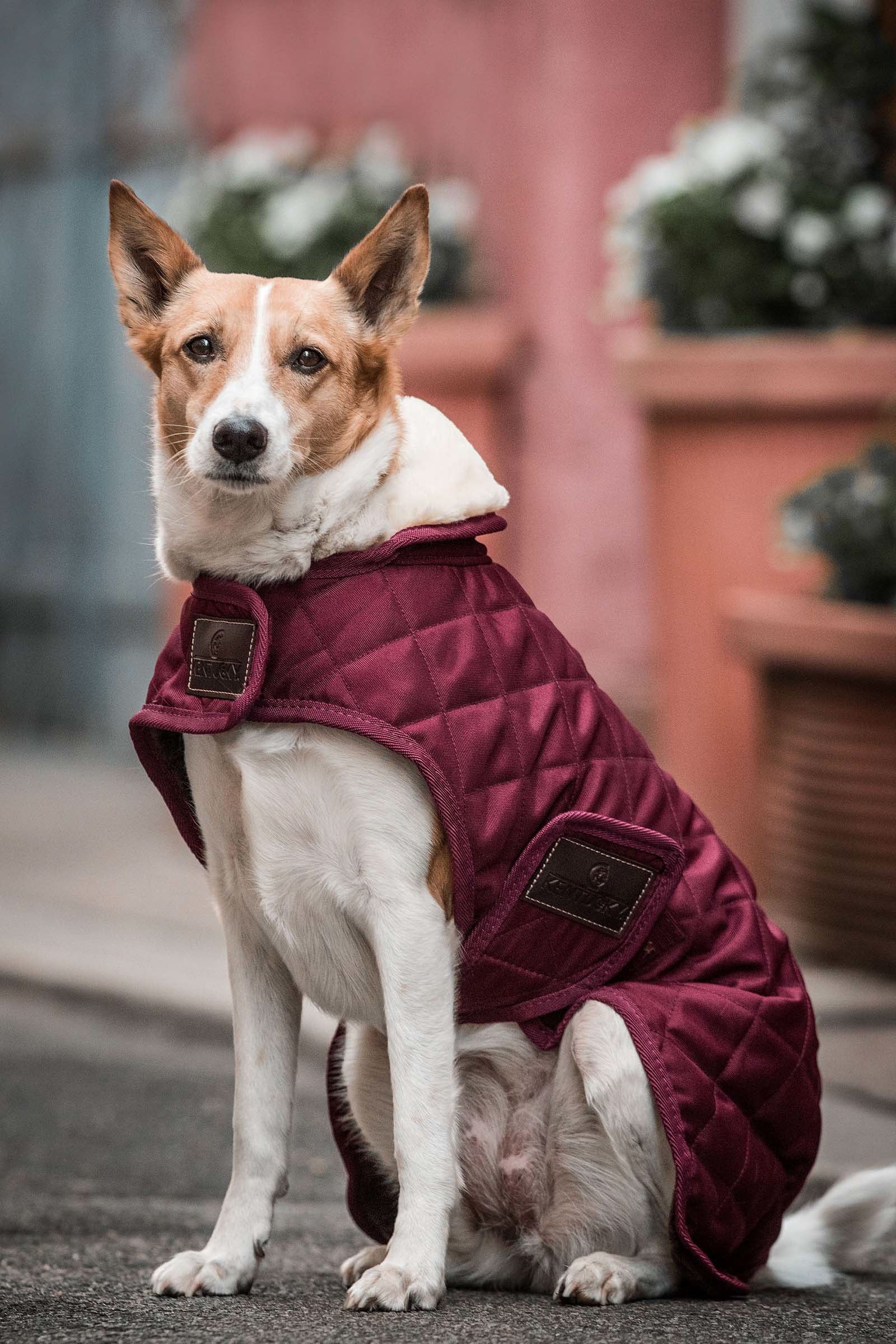 Kentucky Dogwear Manteau pour chien Kentucky Dogwear Chiens