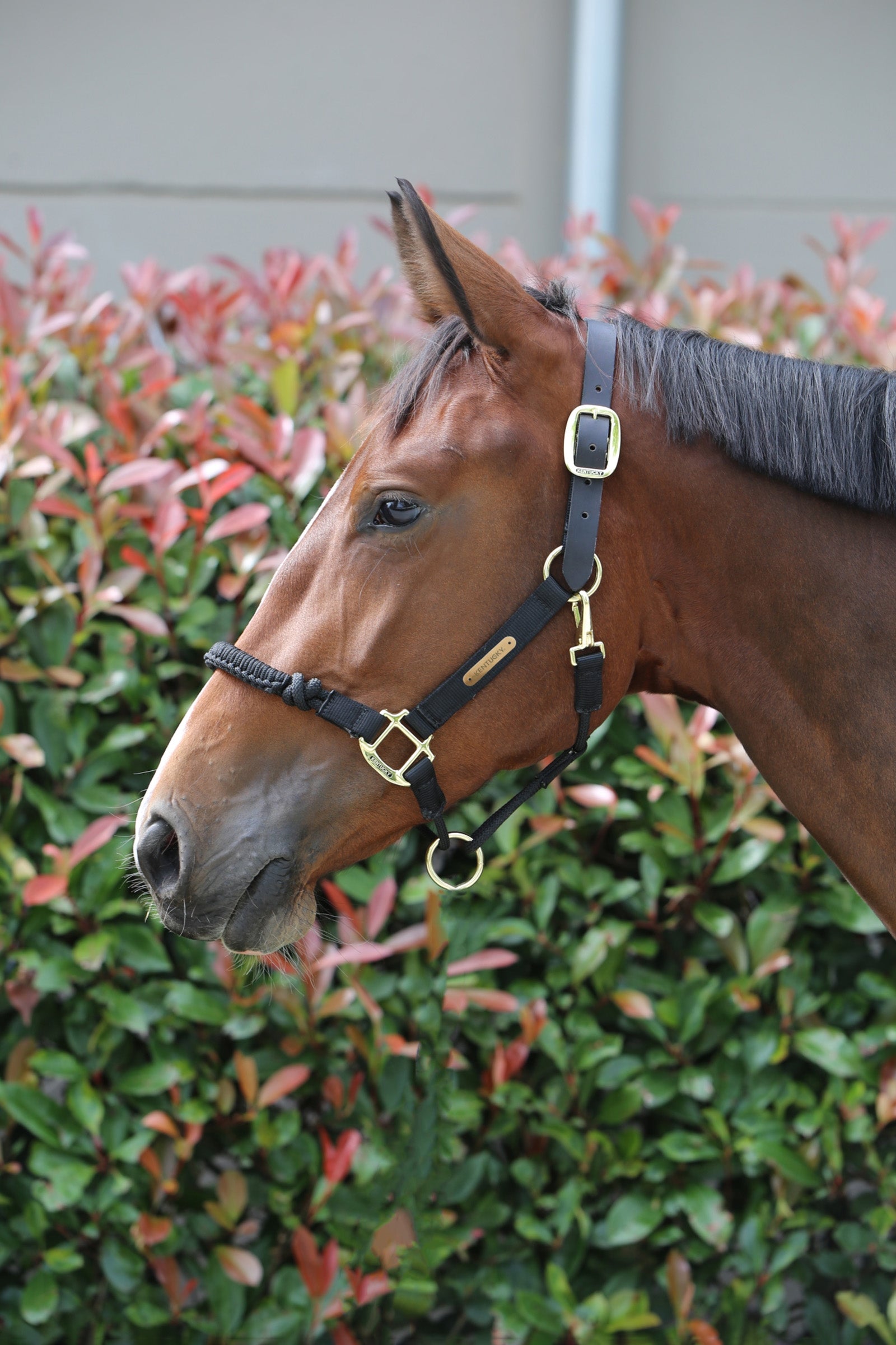 Kentucky Horsewear Licol Contrôle Licols & longes