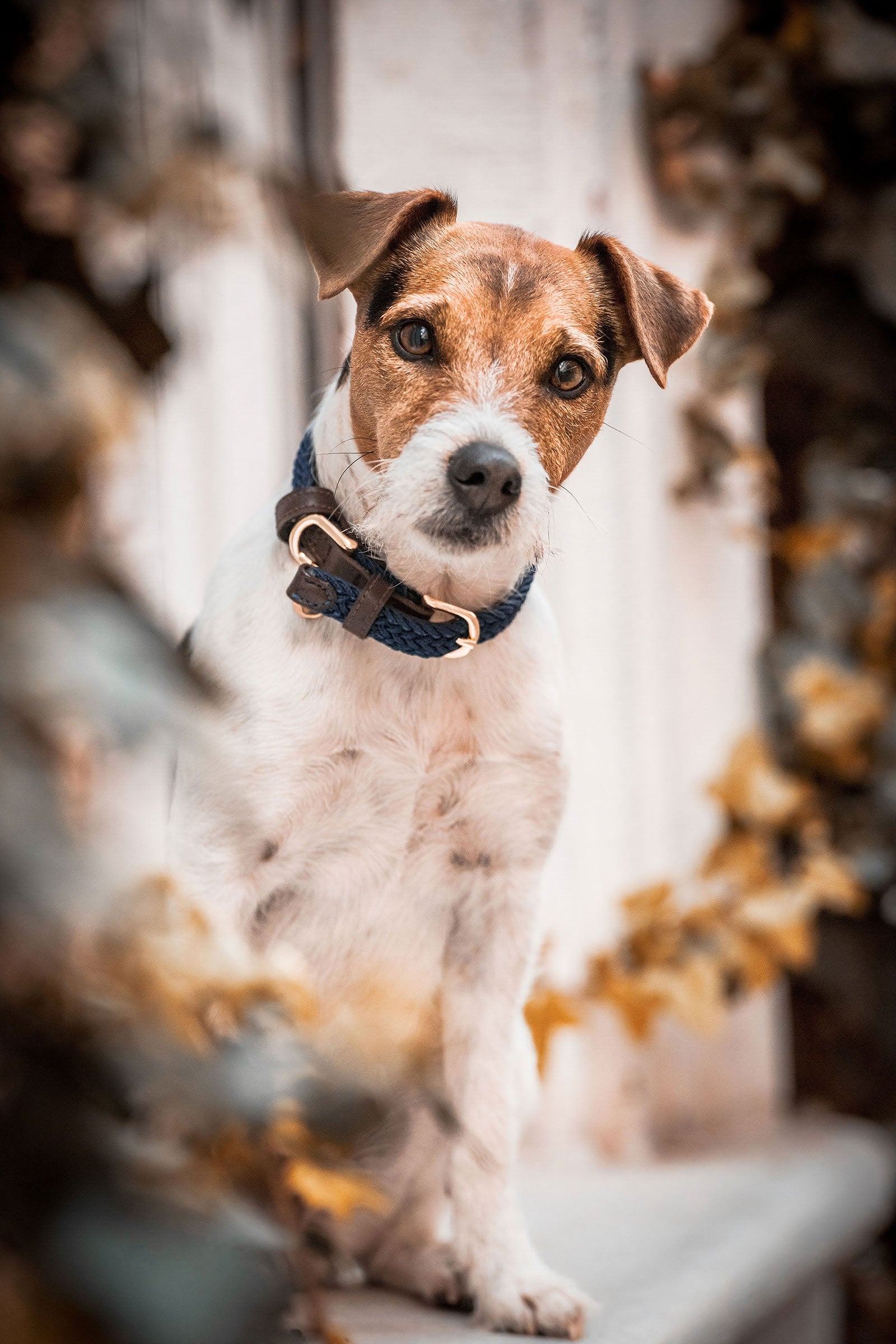 Kentucky Dogwear Collier de Chien Nylon Tressé Chiens