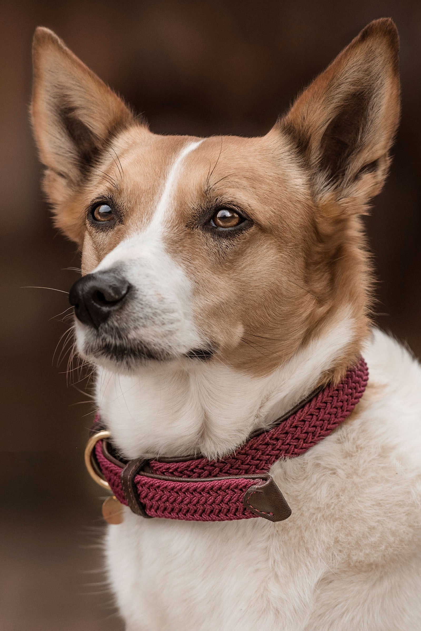 Kentucky Dogwear Collier de Chien Nylon Tressé Chiens