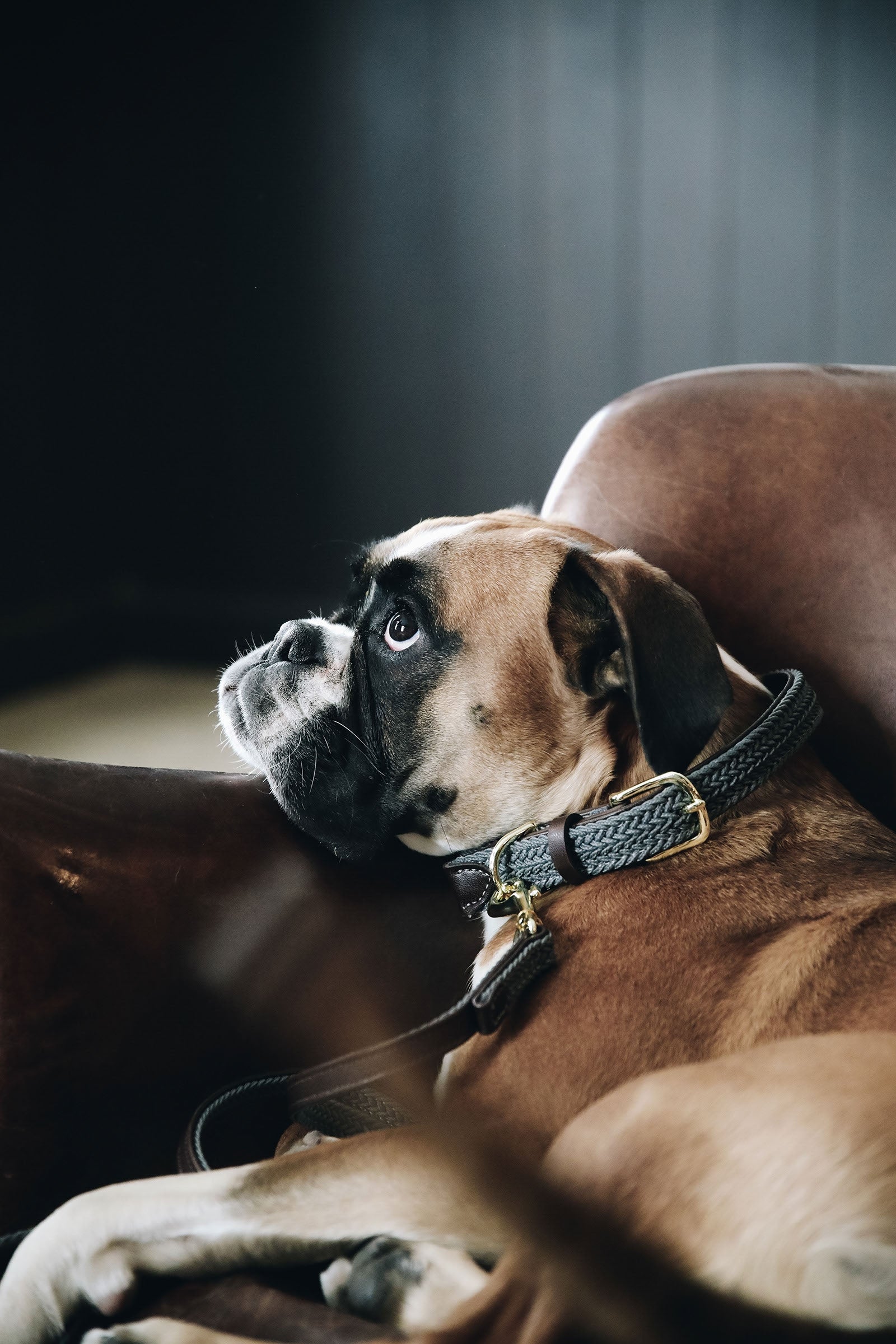 Kentucky Dogwear Collier de Chien Nylon Tressé Chiens