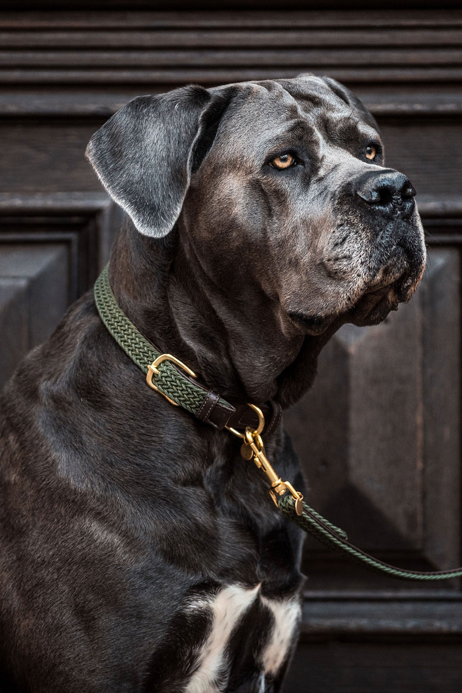 Kentucky Dogwear Collier de Chien Nylon Tressé Chiens