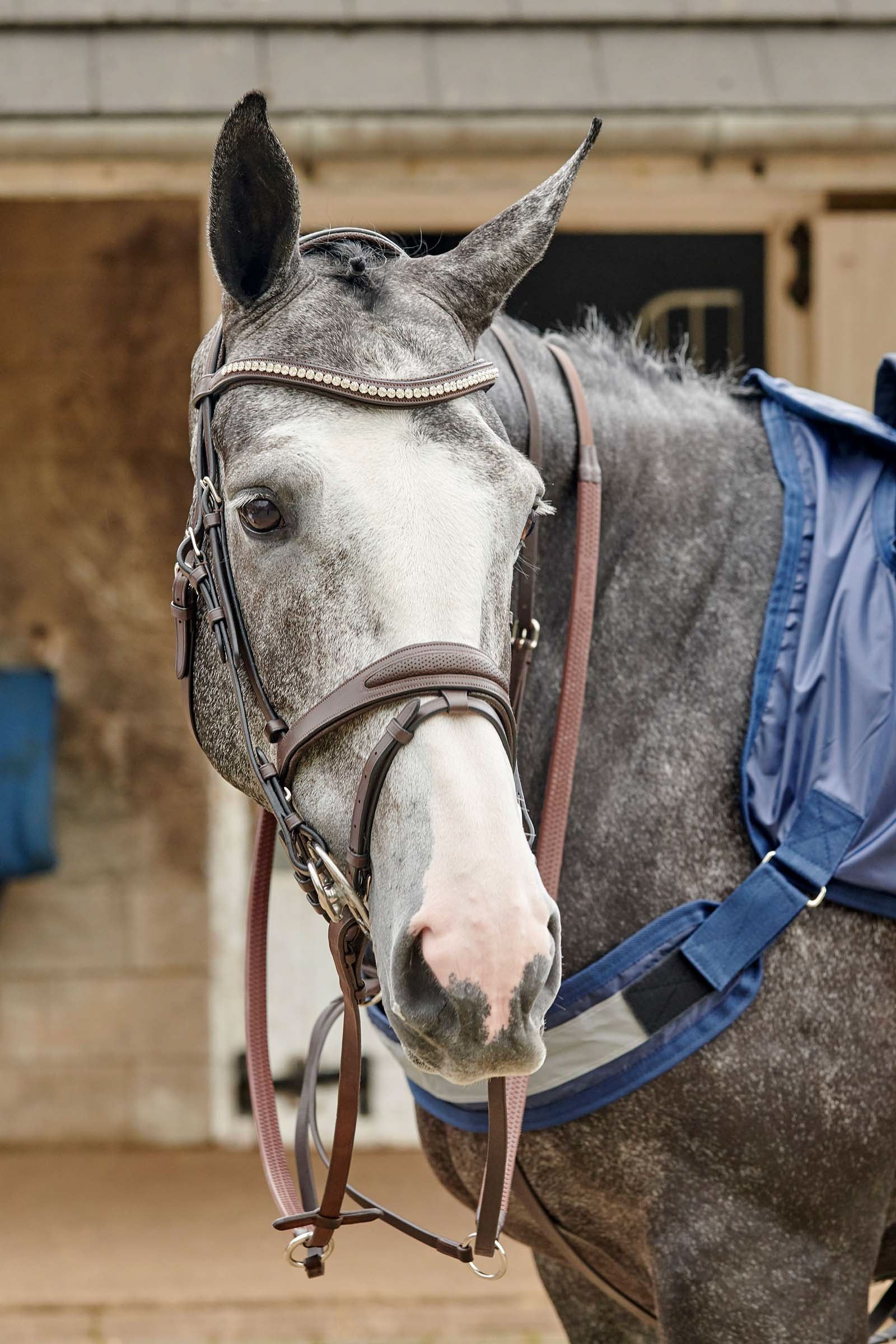 John Whitaker Bridon perforé Chicago Bling Briderie et enrênements