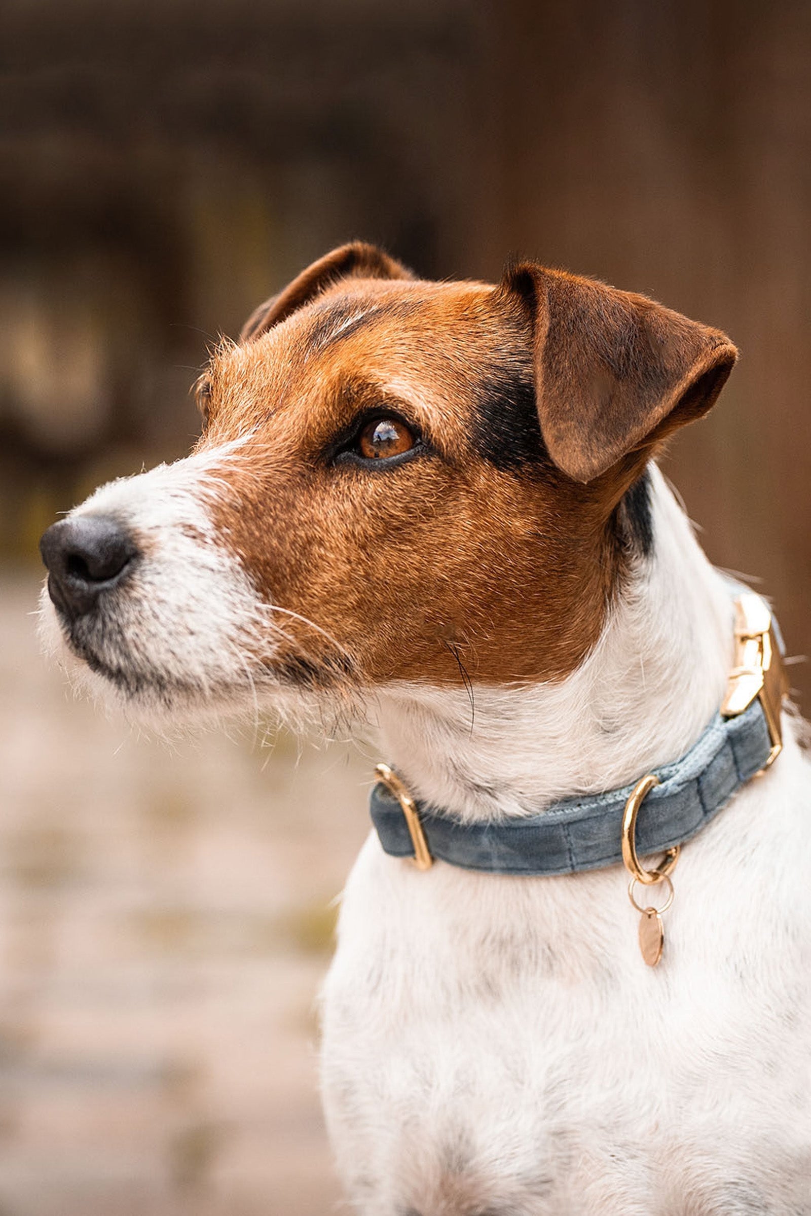 Kentucky Dogwear Dog Collar Velvet Chiens