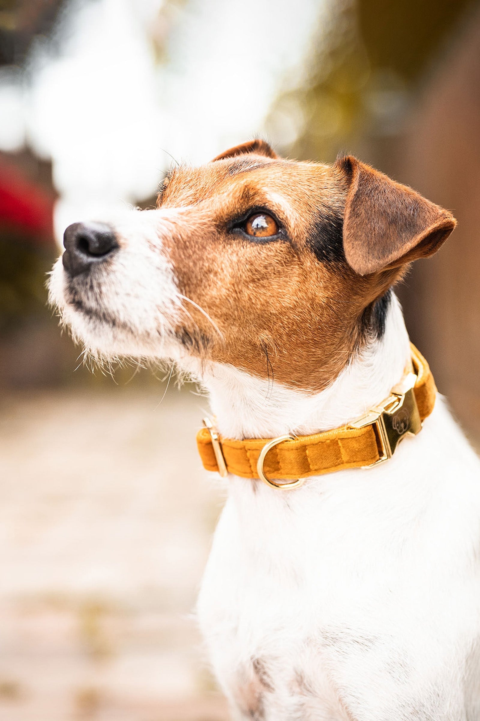 Kentucky Dogwear Dog Collar Velvet Chiens