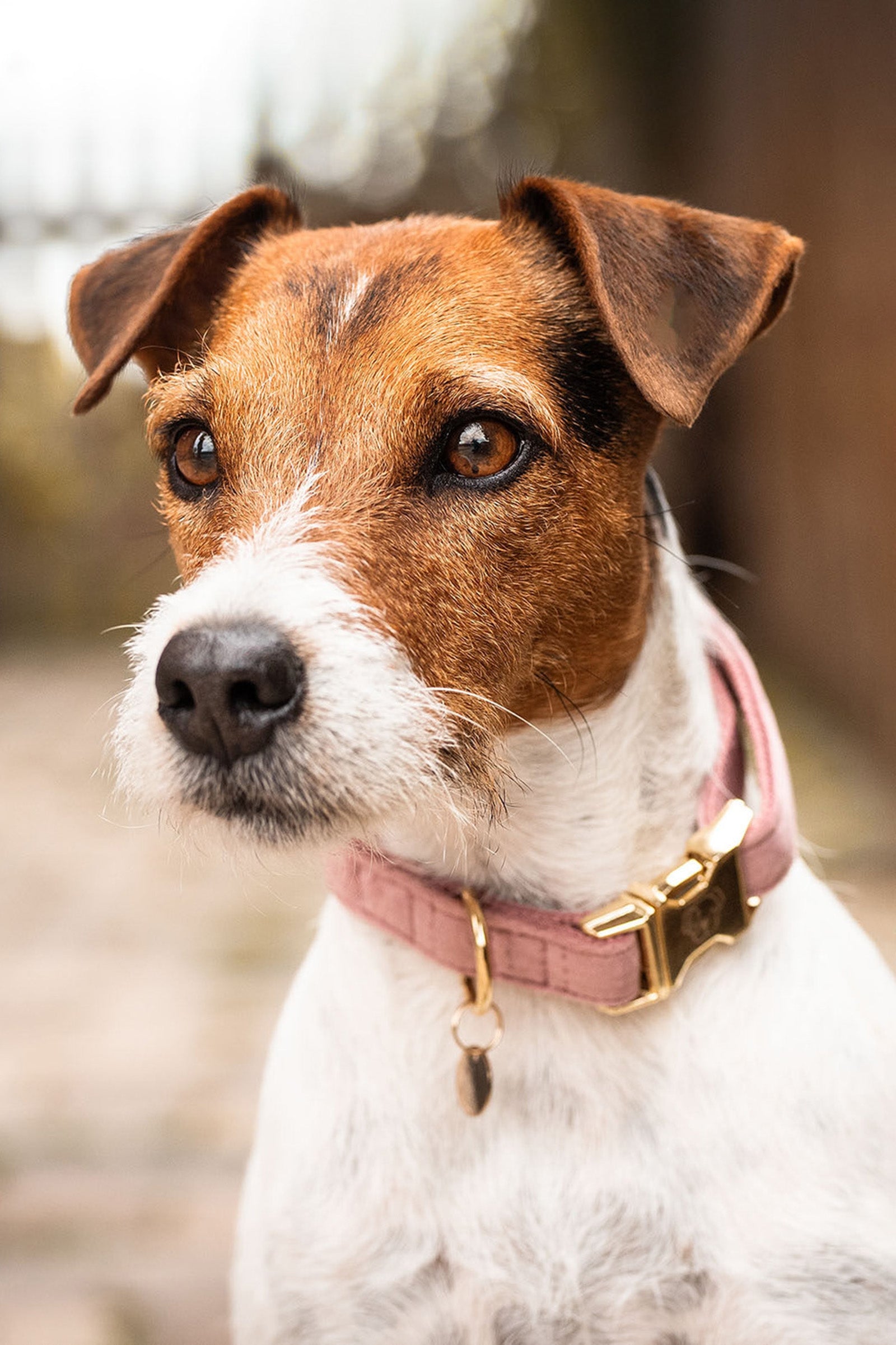 Kentucky Dogwear Dog Collar Velvet Chiens