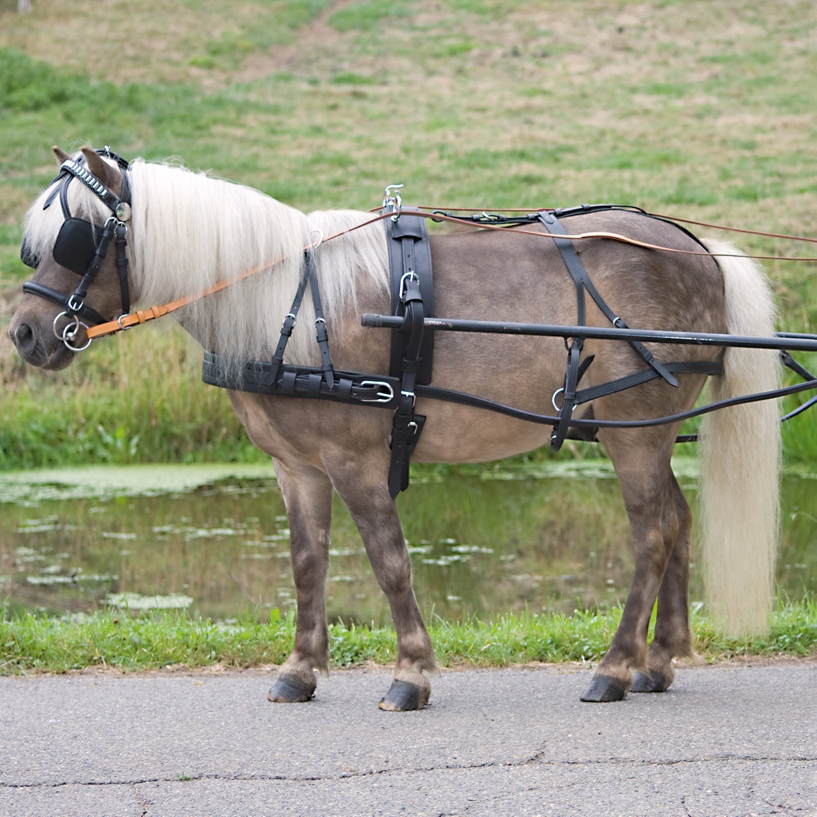 Waldhausen Harnais simple économique Poney et Shetland Trot attelé