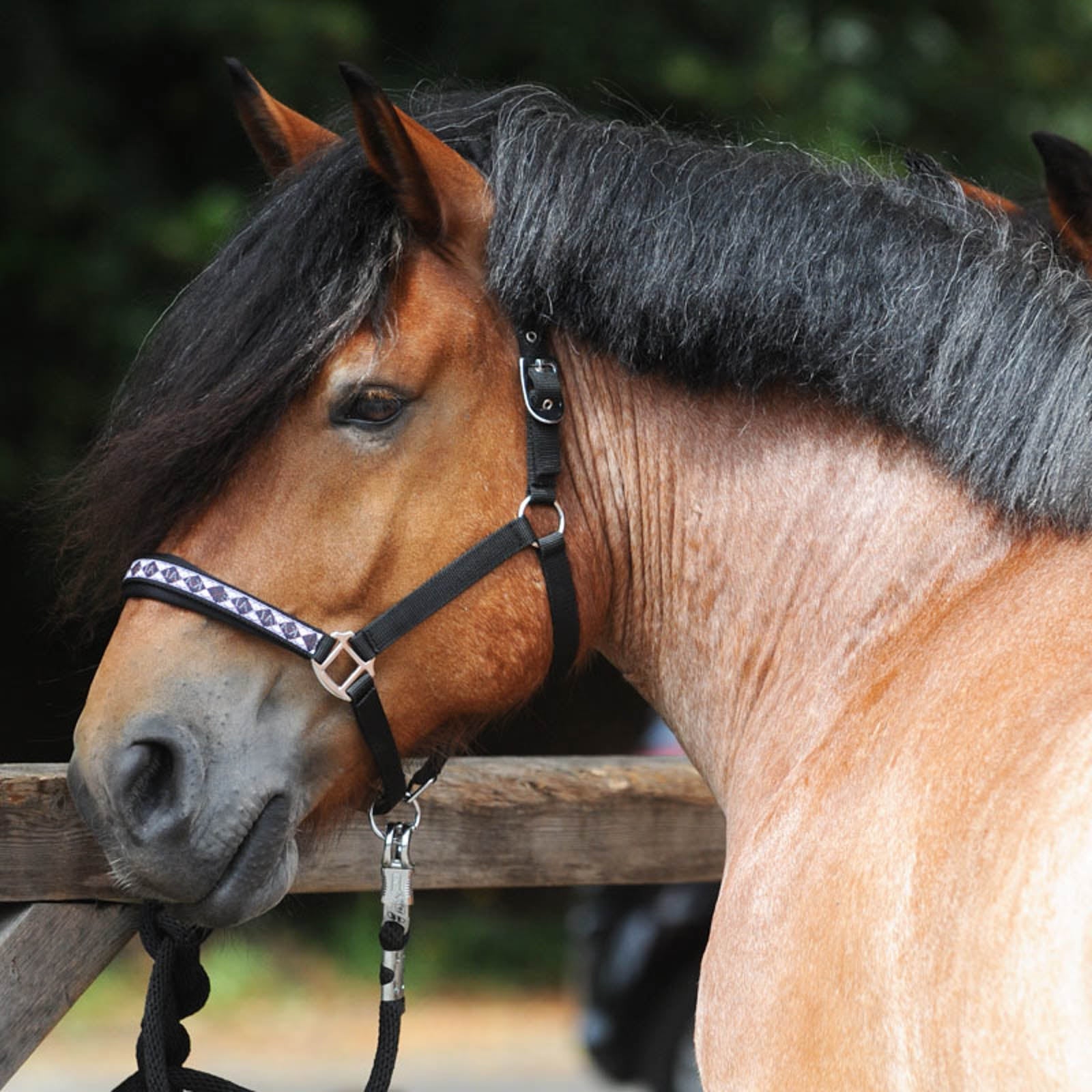 Kavalkade Licol classique pour cheval de trait Licols & longes