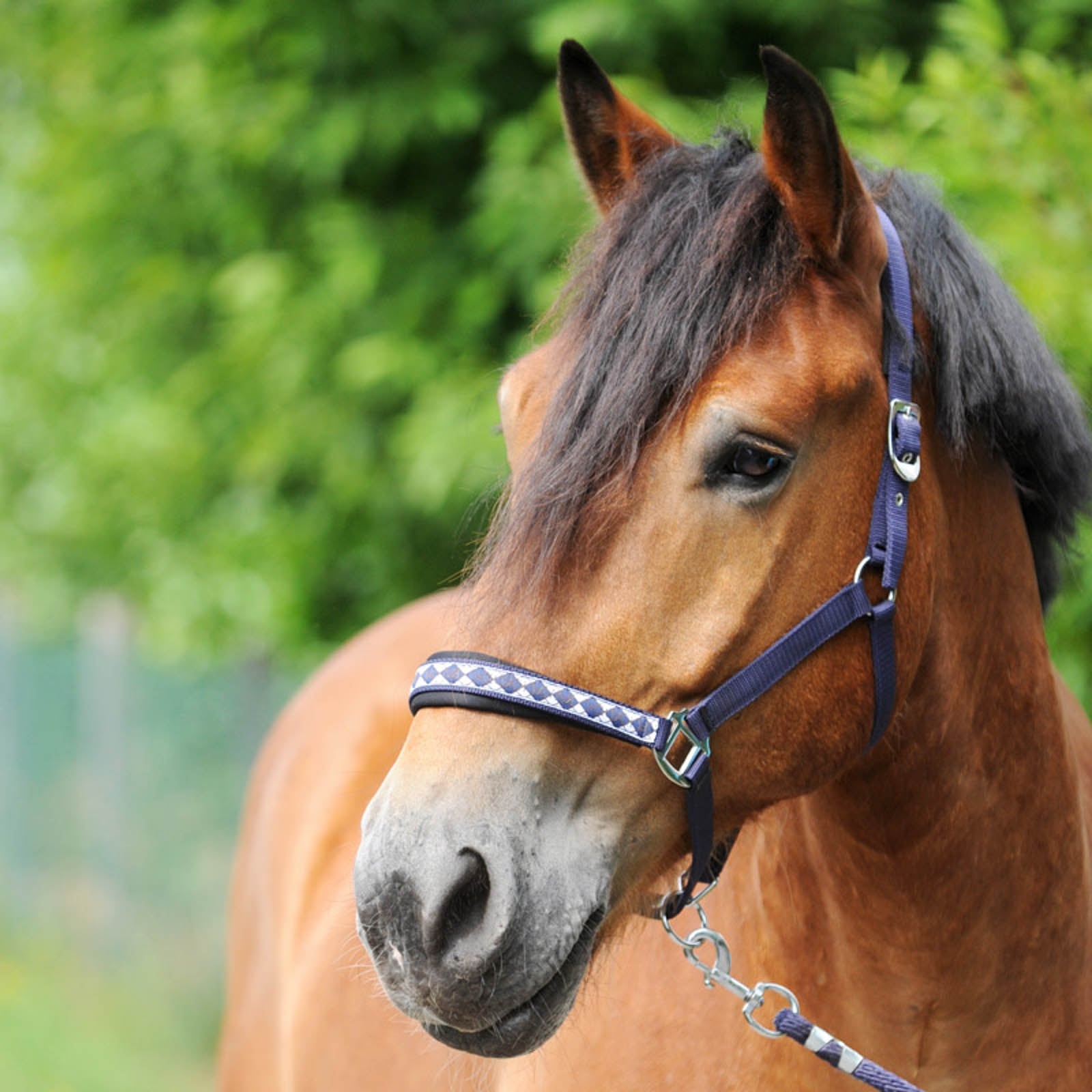 Kavalkade Licol classique pour cheval de trait Licols & longes