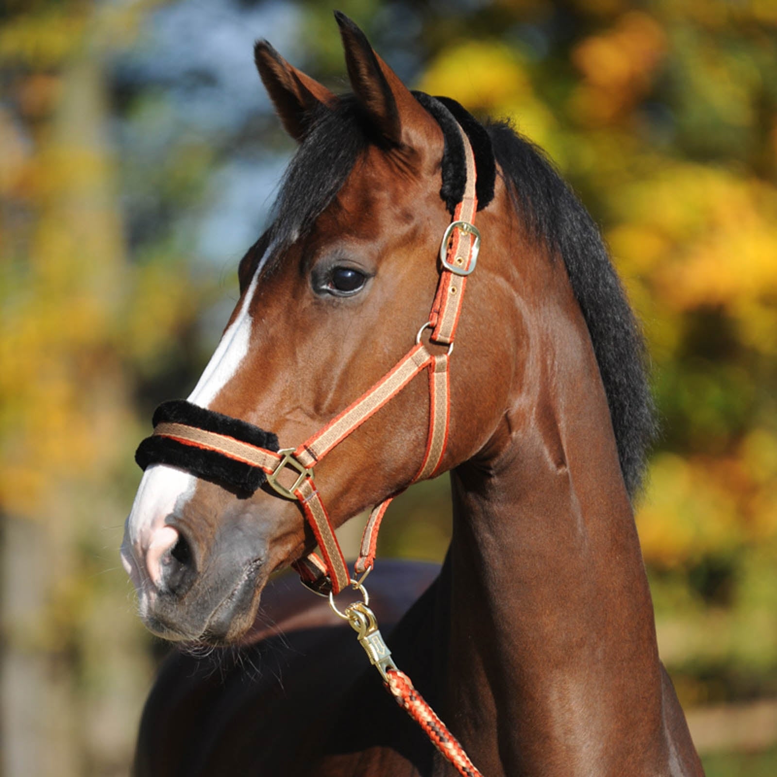 Kavalkade Gretchen Halter Halters & Leads