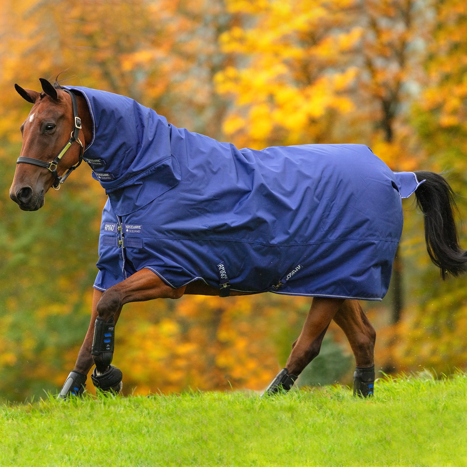 Horseware Couverture d'extérieur Amigo Hero 900 Tout-en-Un avec couvre-encolure intégré, 200g Couvertures cheval