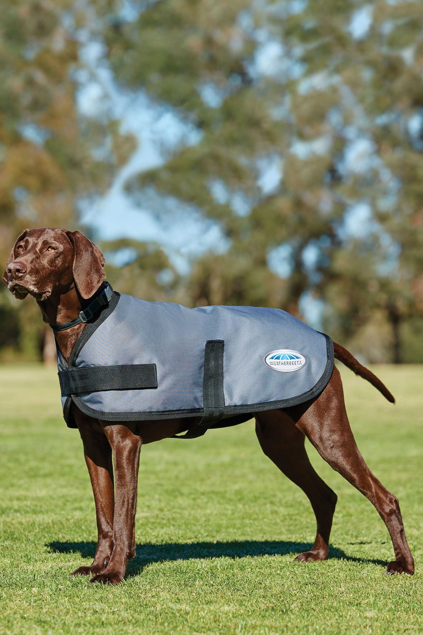 Weatherbeeta Manteau pour chien Comfitec Classic (25-40cm) Chiens