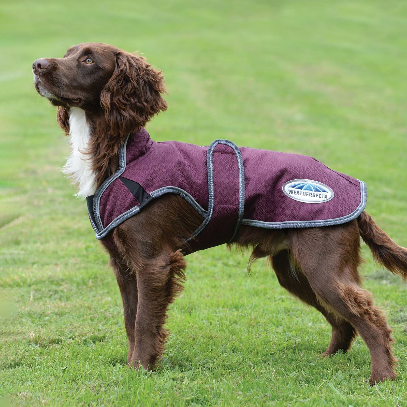 Weatherbeeta Manteau pour chien Parka Deluxe Comfitec Premier Free 220 g Chiens