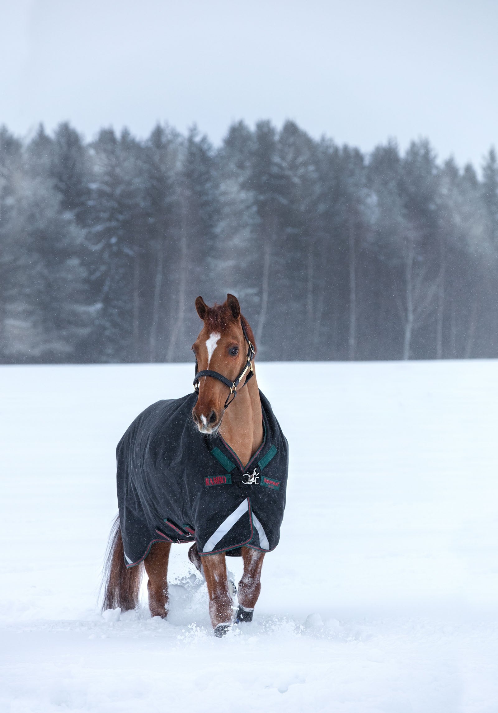 Horseware Couverture d'extérieur épaisse Rambo Wug, 400 g Couvertures cheval