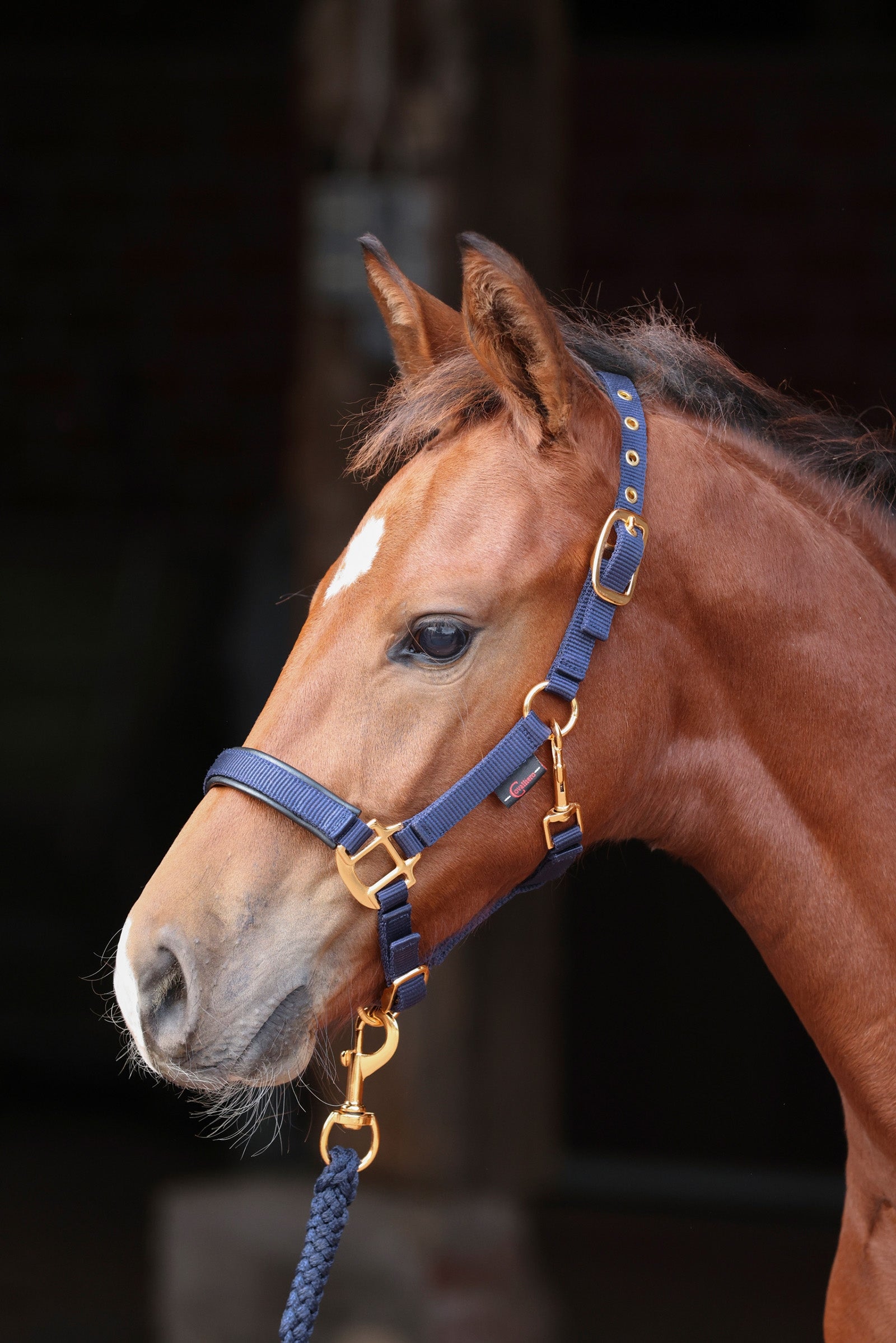 Covalliero Licol Poulain TopLine Licols & longes