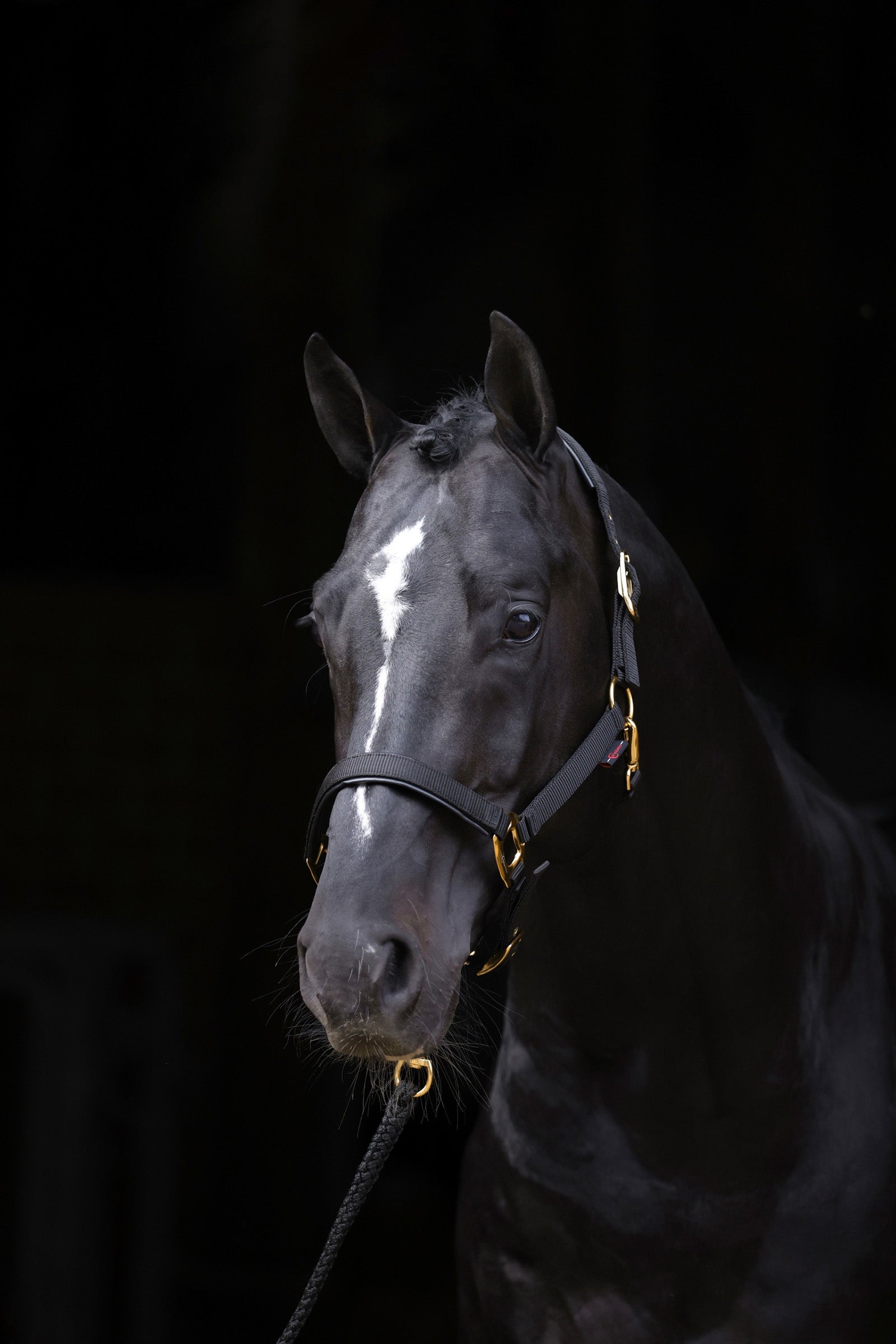 Covalliero TopLine Halter Halters & Leads