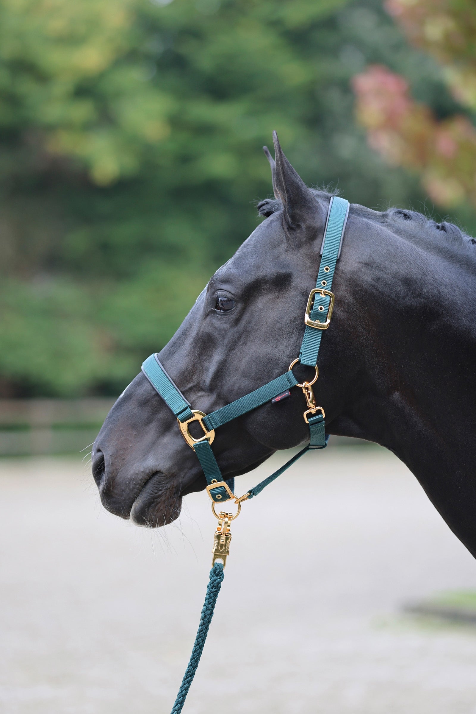 Covalliero Licol TopLine Licols & longes
