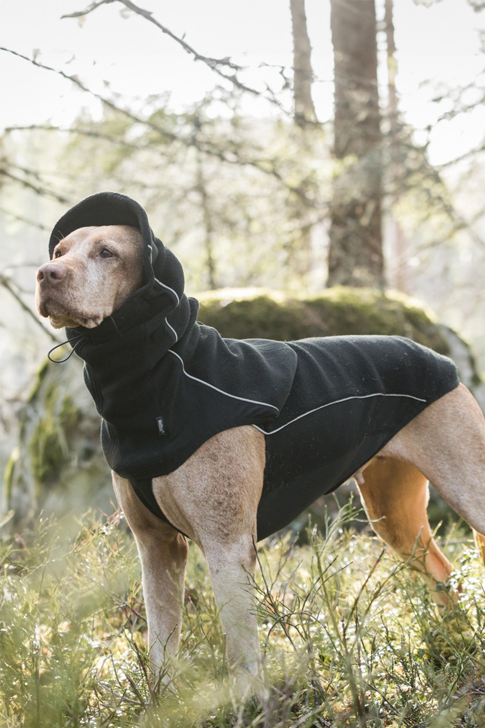 Back on Track Cache-cou pour chien Benji Back on Track Chiens