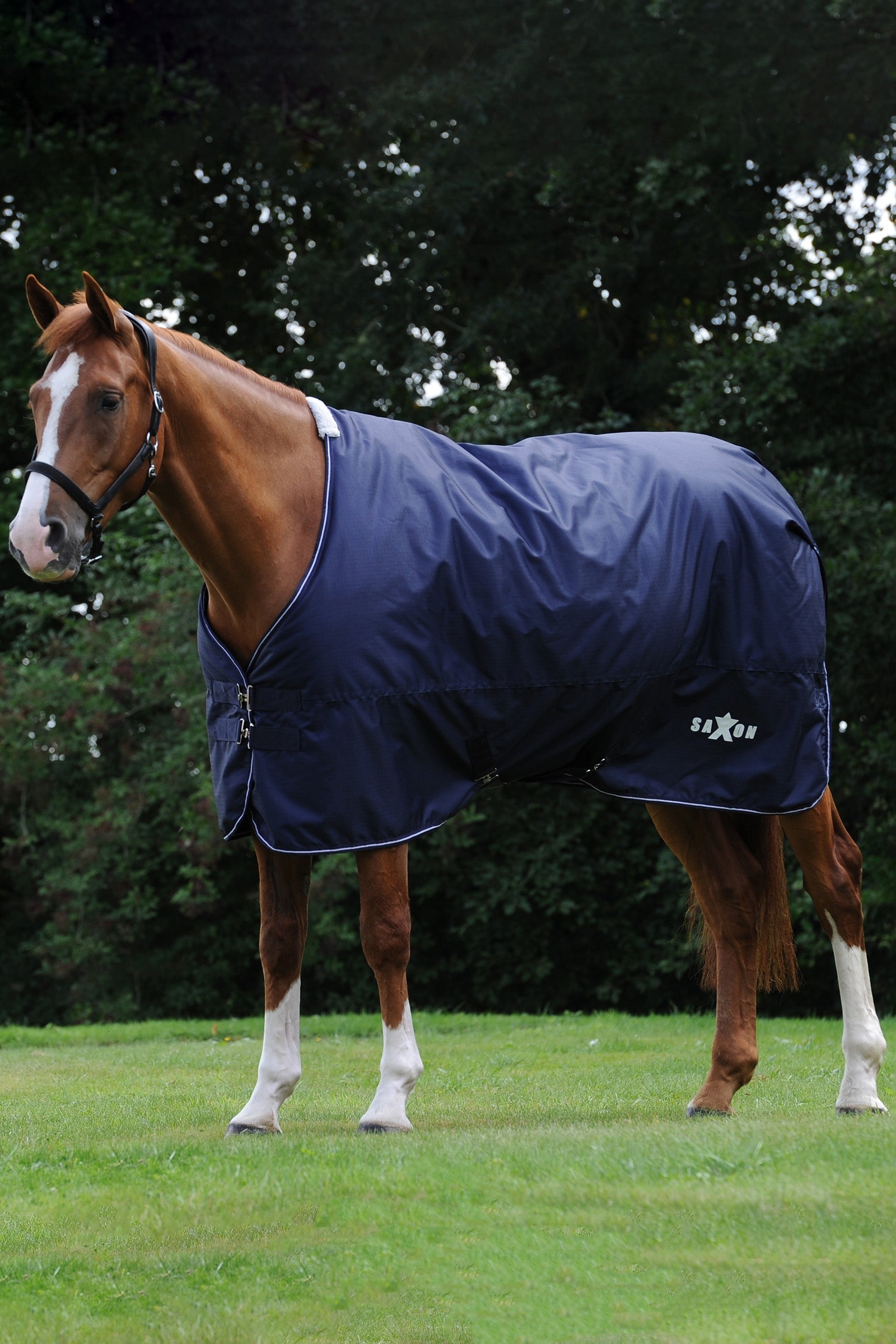 Saxon Defiant 600D Medium Turnout Rug, 200g Horse Rugs