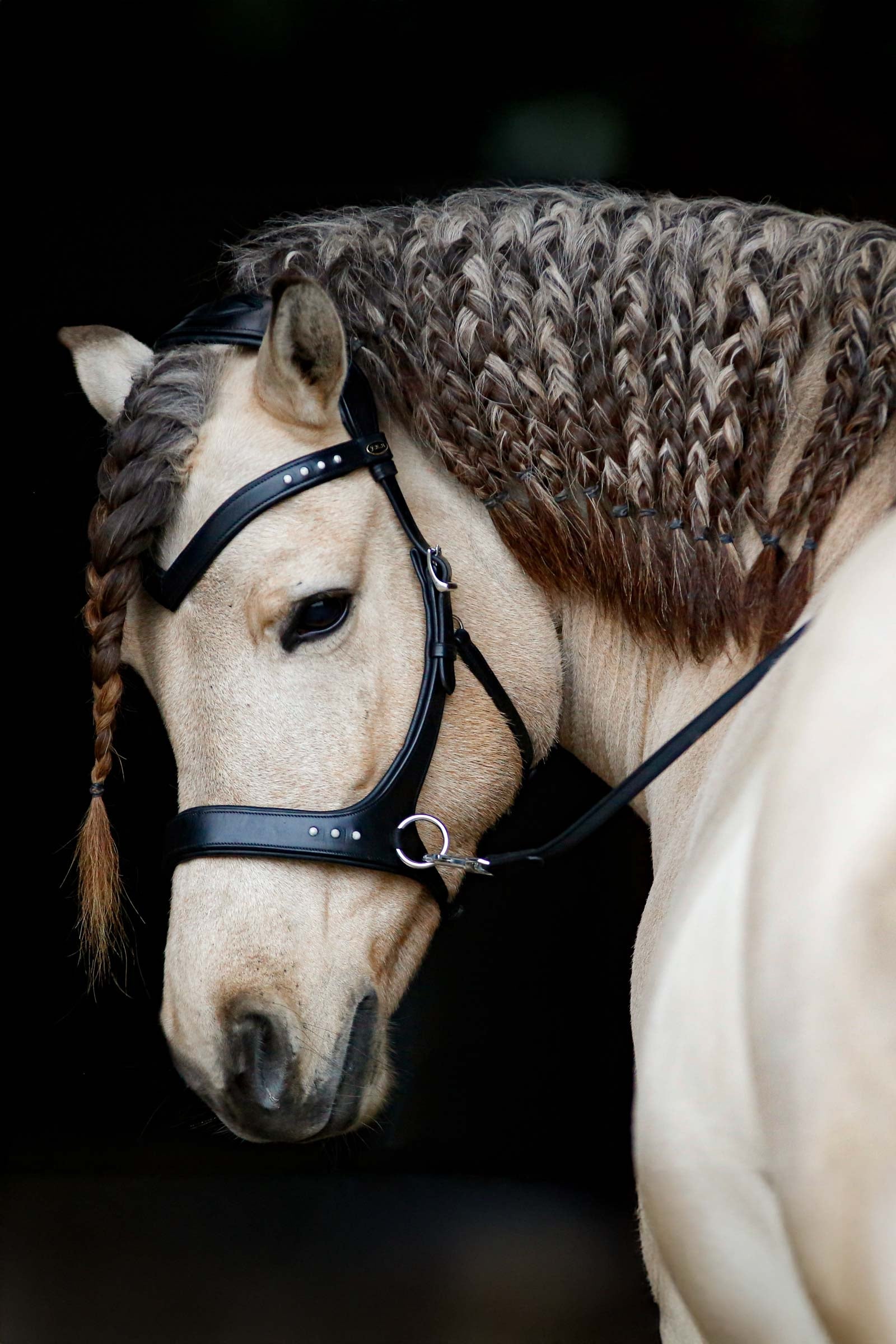 Bridons sans Mors : Side-Pull, Bitless - Matériel d'Équitation Bridons sans Mors : Side-Pull, Bitless - Matériel d'Équitation