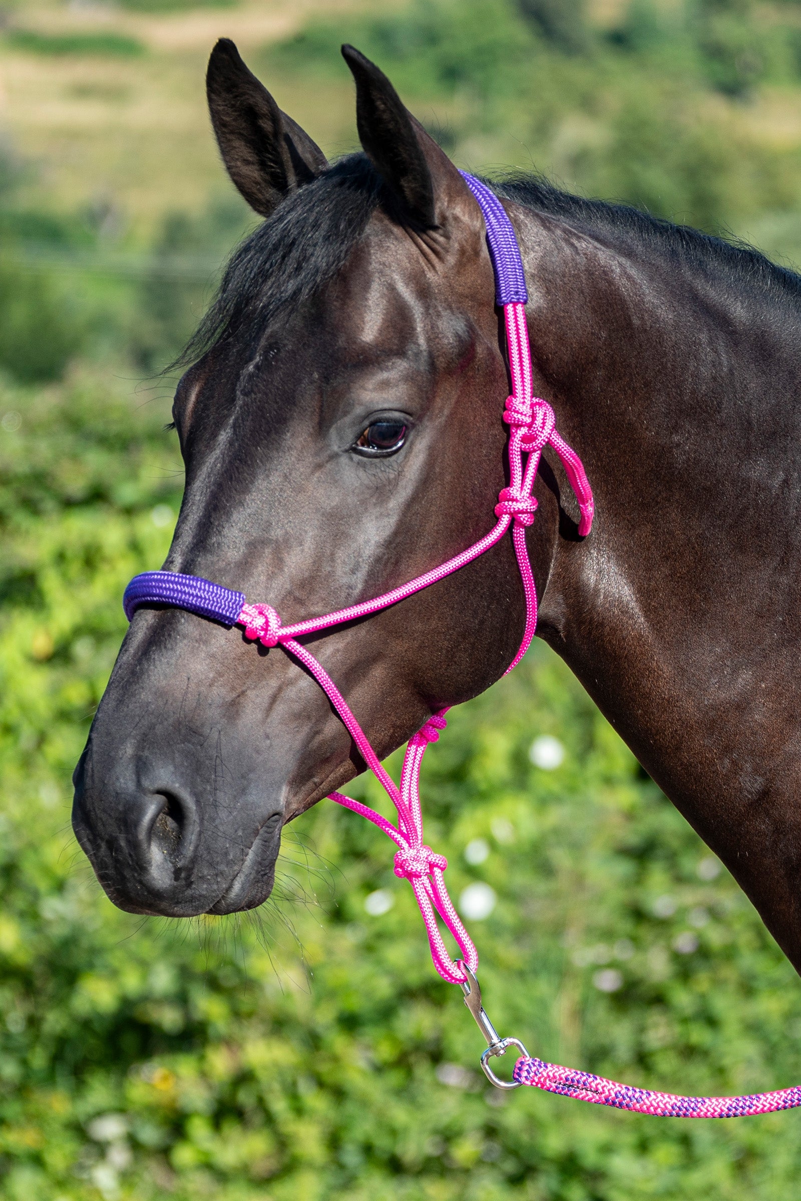 USG Knotted Rope Halter with Matching Lead Rope Halters & Leads