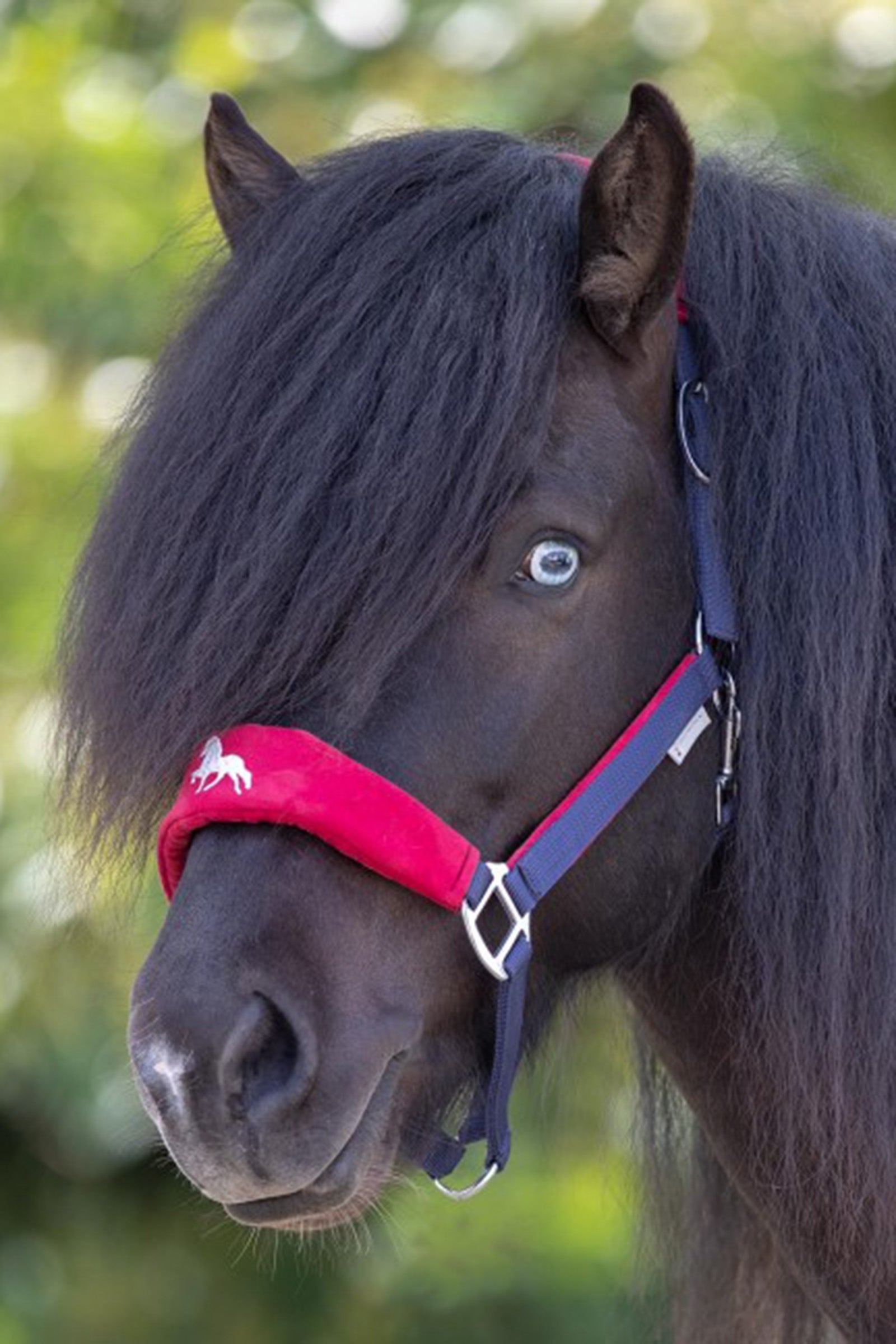 Waldhausen Hellnar Icelandic Halter Halters & Leads