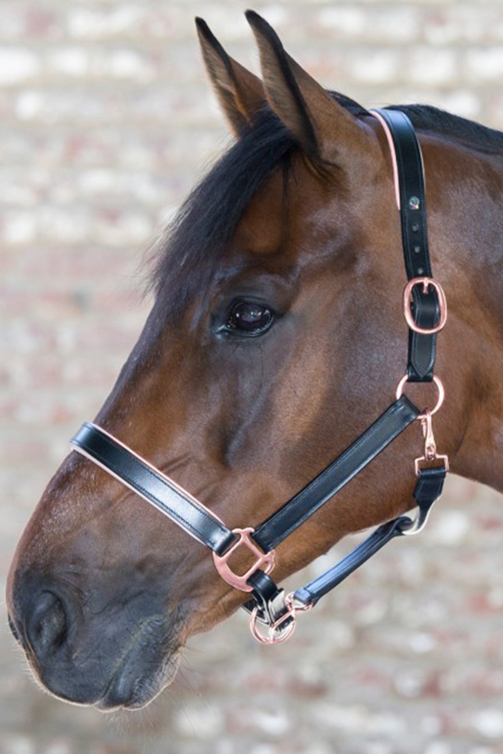 Waldhausen X-Line Leather Halter Rosé Halters & Leads