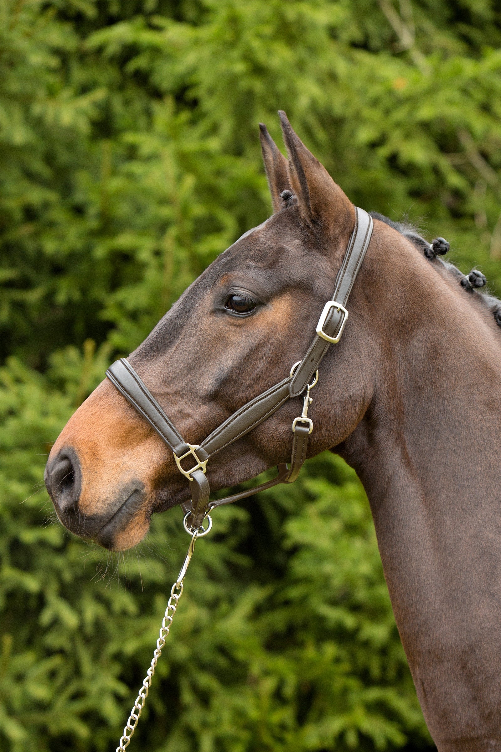 Kieffer Ultrasoft® Leather Headcollar Licols & longes