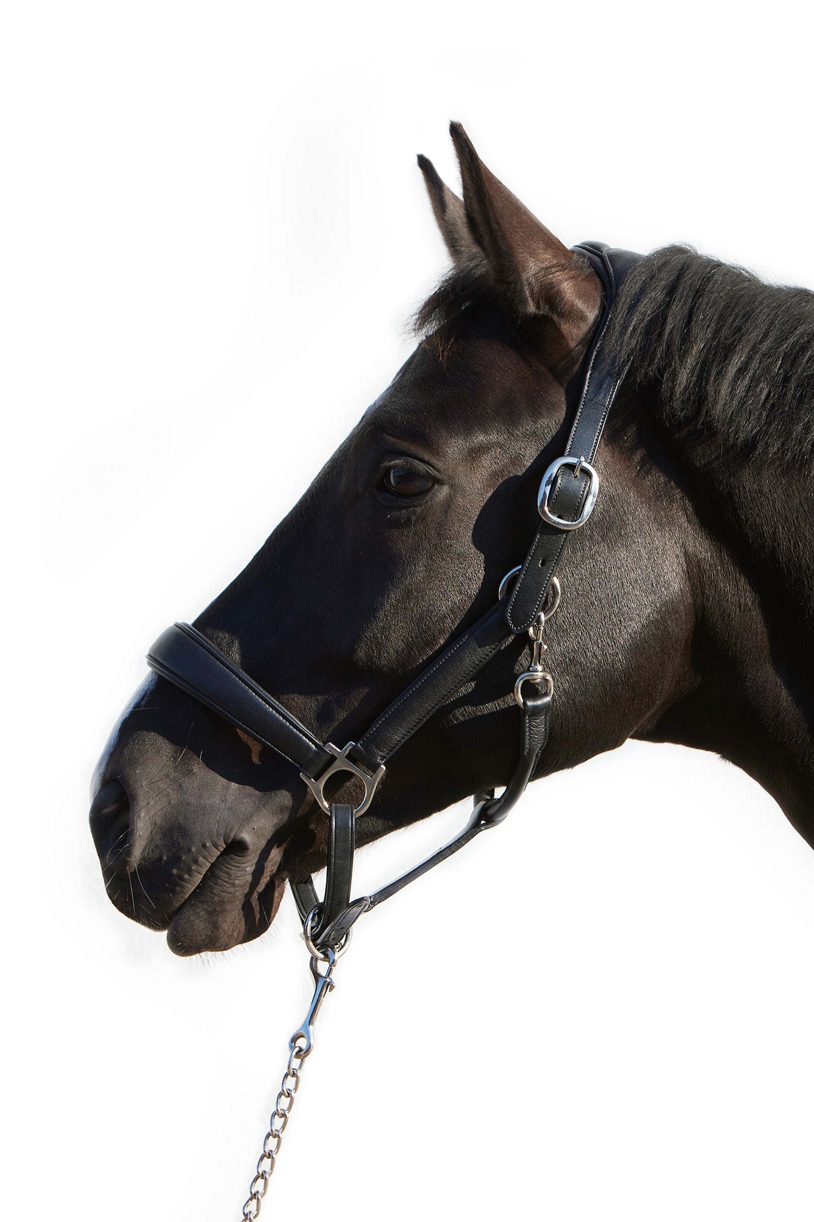 Kieffer Ultrasoft® Deluxe Leather Headcollar Licols & longes