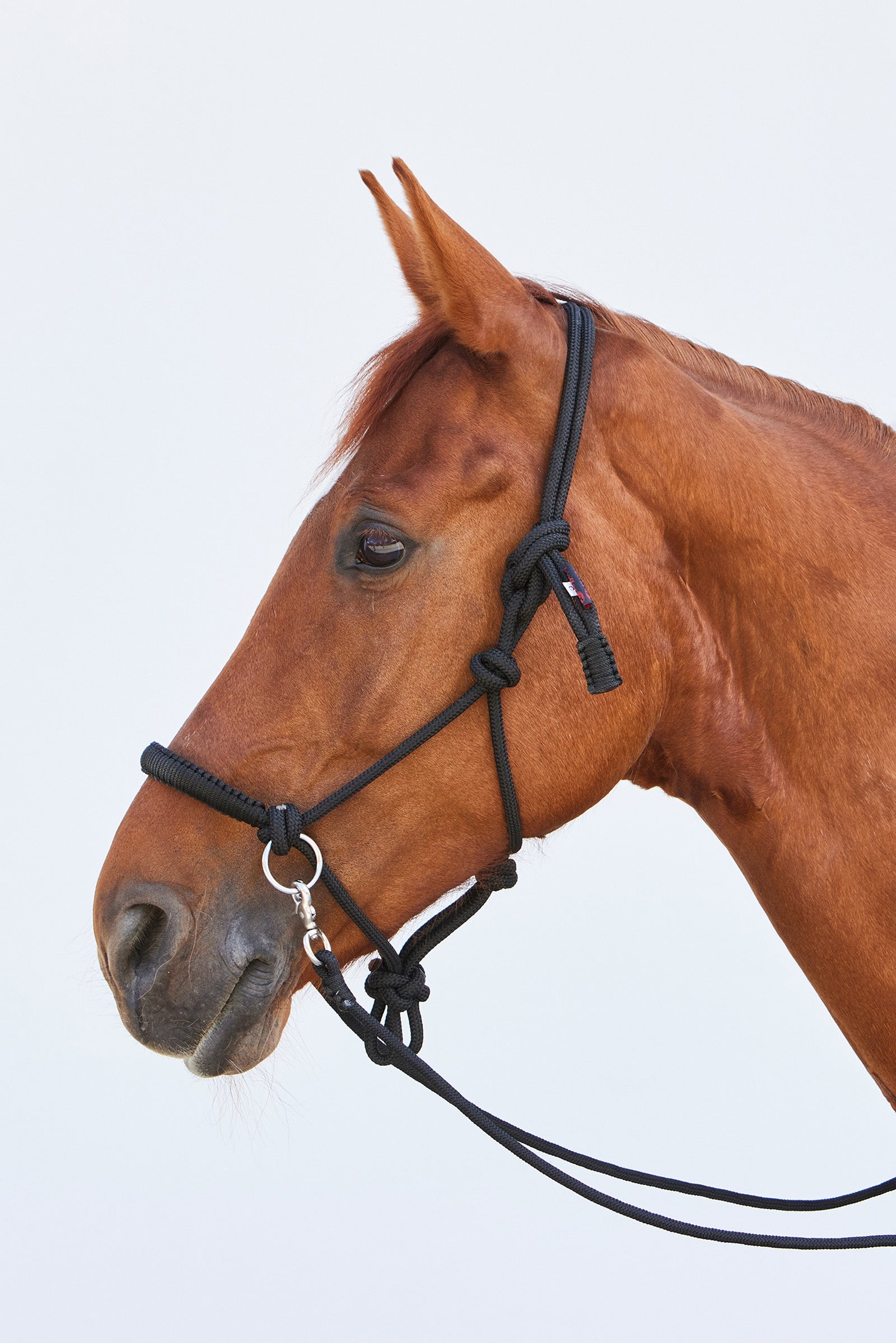 Kieffer Ruby Rope Halter Halters & Leads