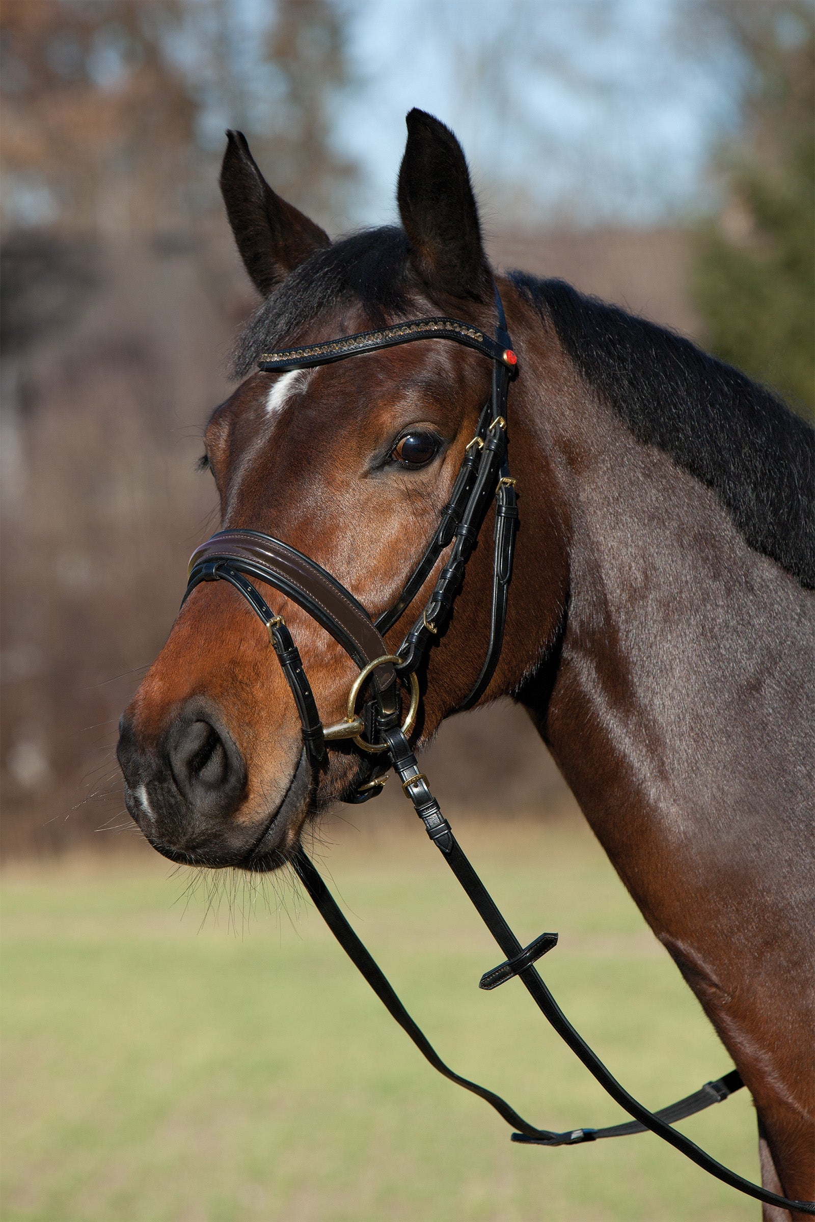 Kieffer Comfort Paris Bridle Briderie et enrênements