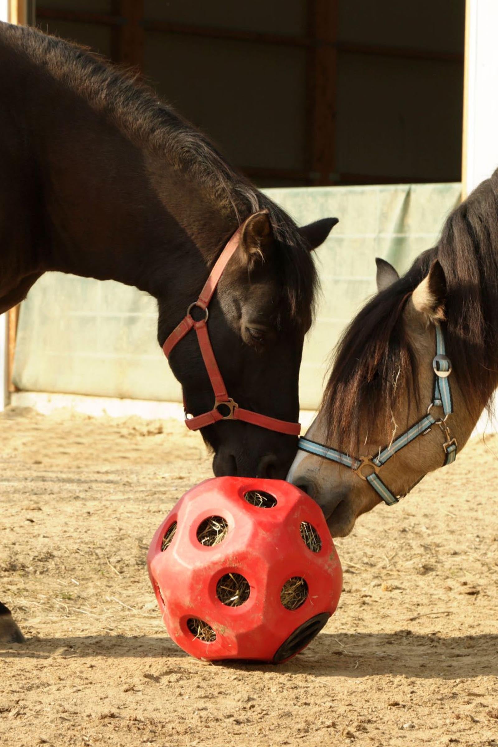 Kerbl Feed Play Ball (For 3kg Hay) Horse Feeders & Waterers
