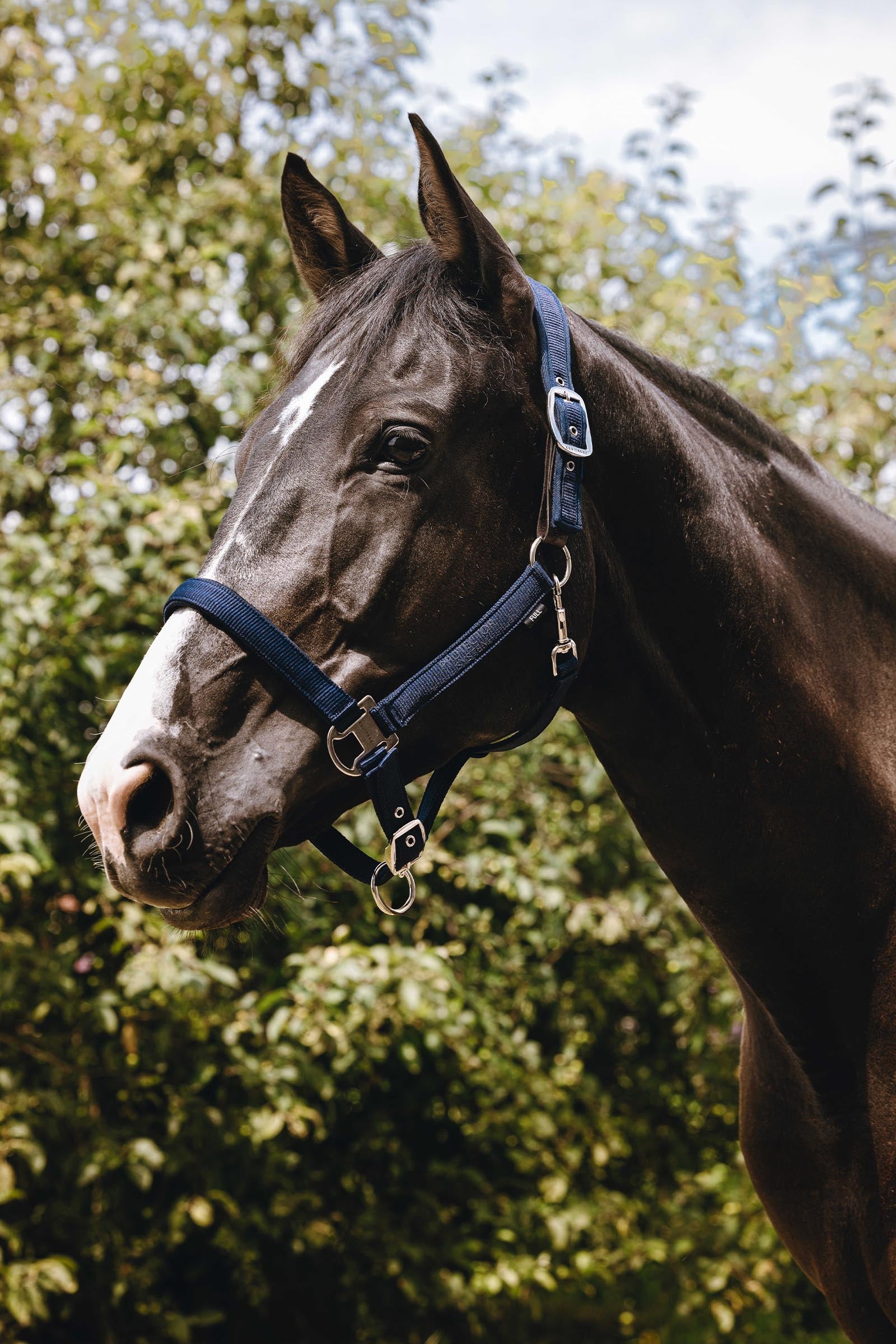 Equi Theme EQUITHÈME Protector Nylon Halter Halters & Leads