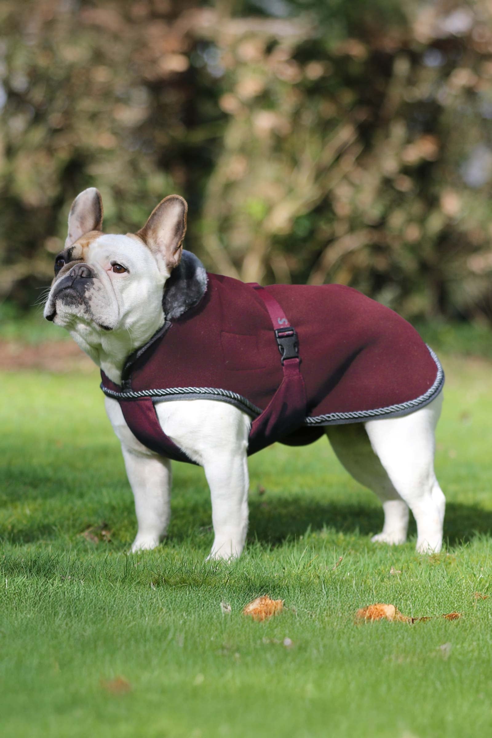 Bucas Show-Line Dog Rug Chiens