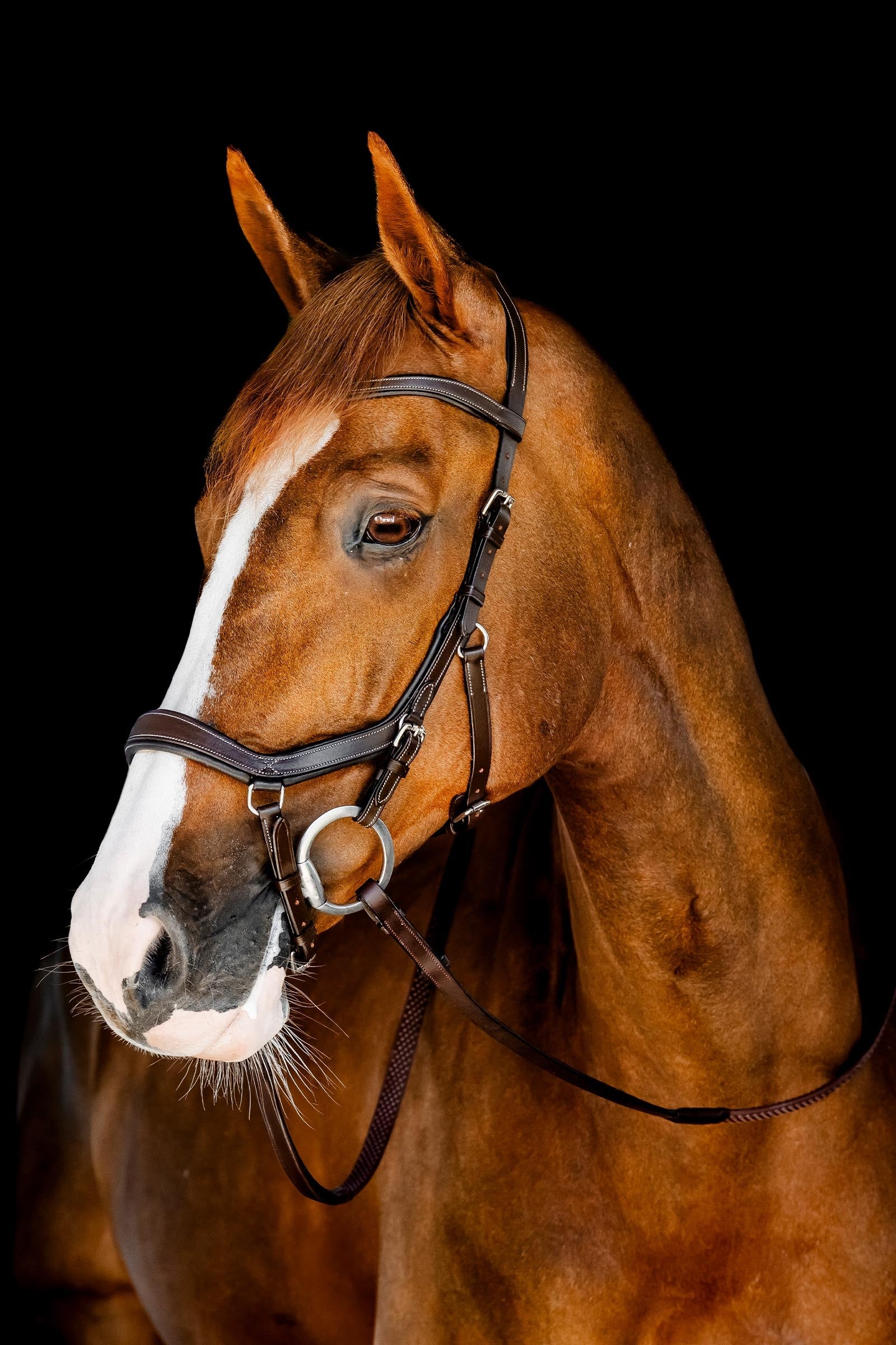 Horseware Rambo Micklem bride de compétition Briderie et enrênements