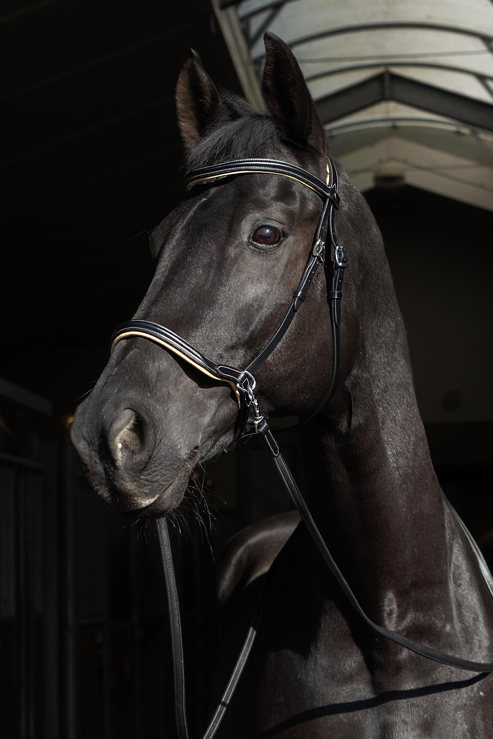 F.R.A. Freedom Riding Articles Sidepull Kiona With Reins (System 3) Bridles & Reins