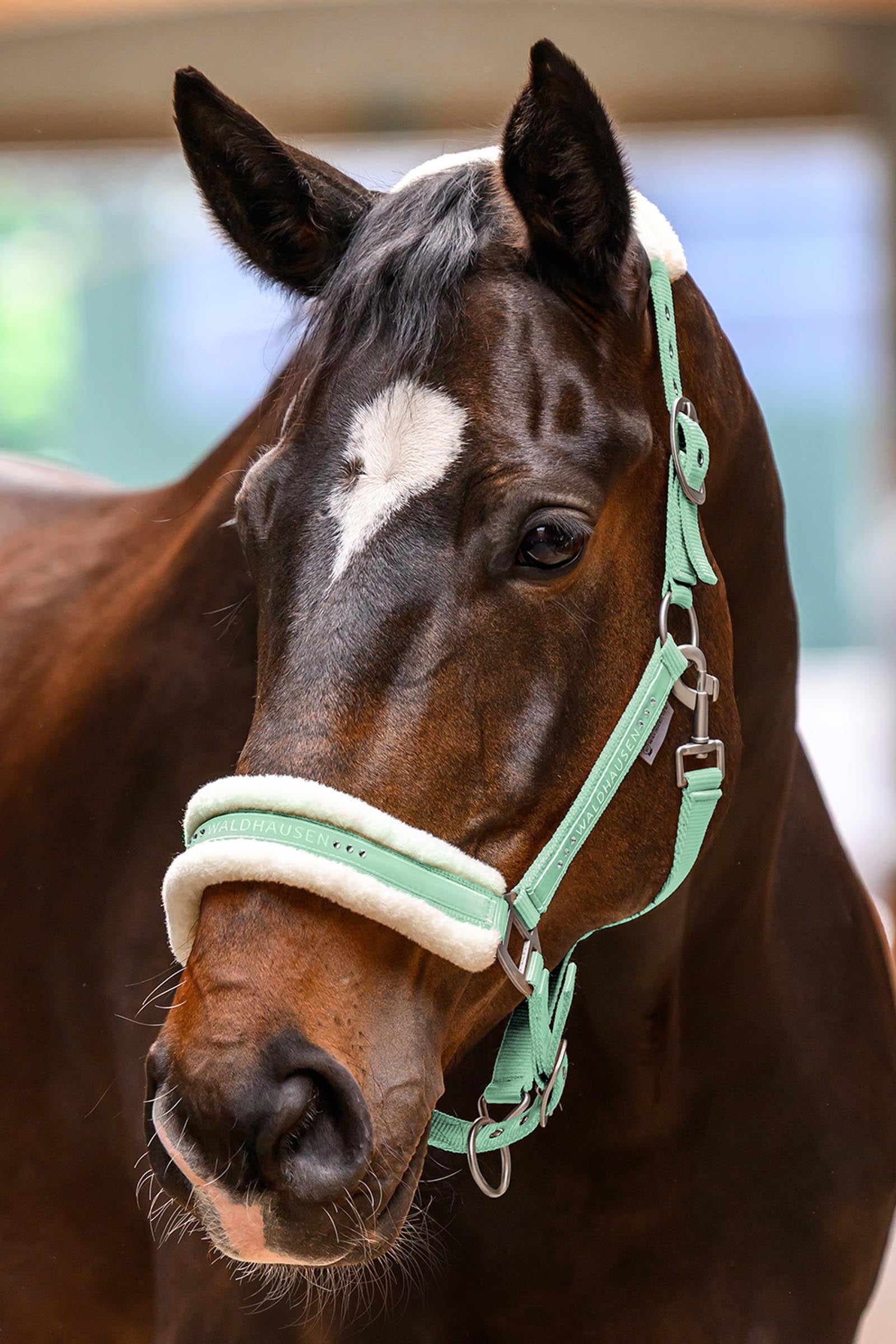 Waldhausen Elegant Halter Halters & Leads