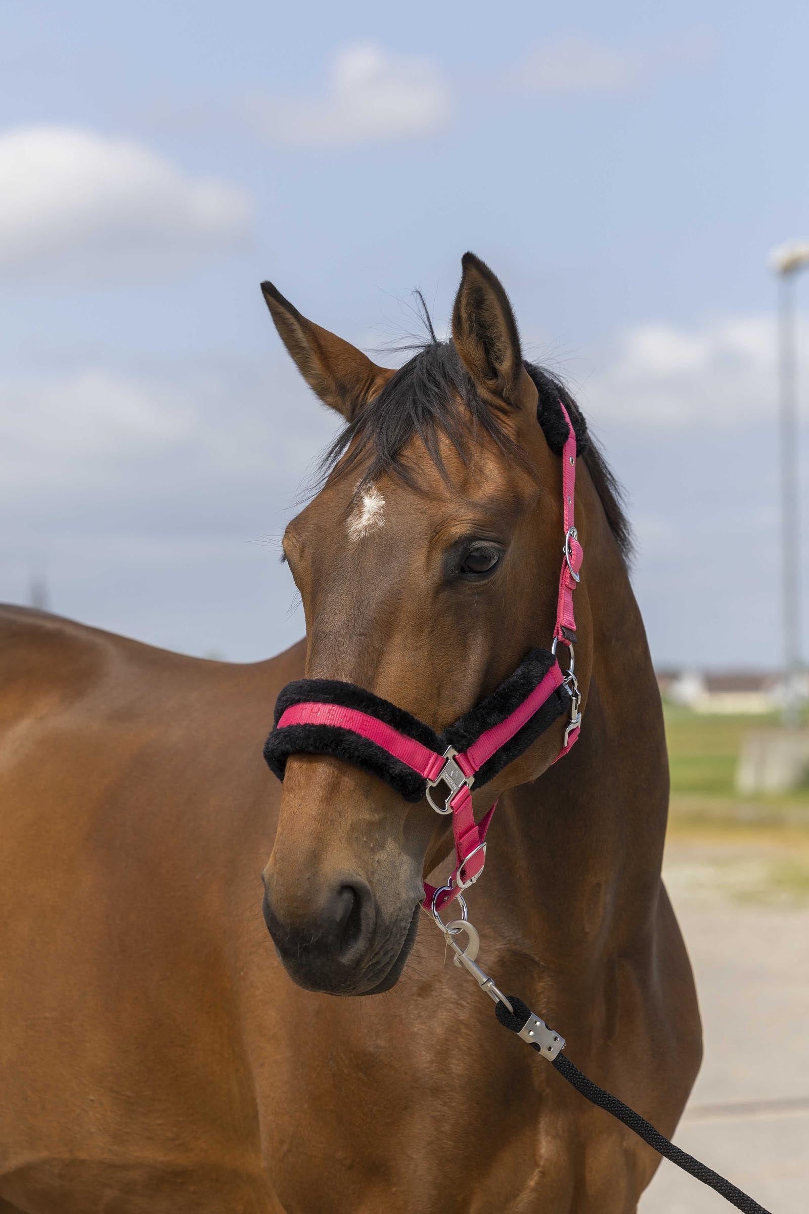 Equi Theme EQUITHÈME Nylon Mouton Halter Halters & Leads