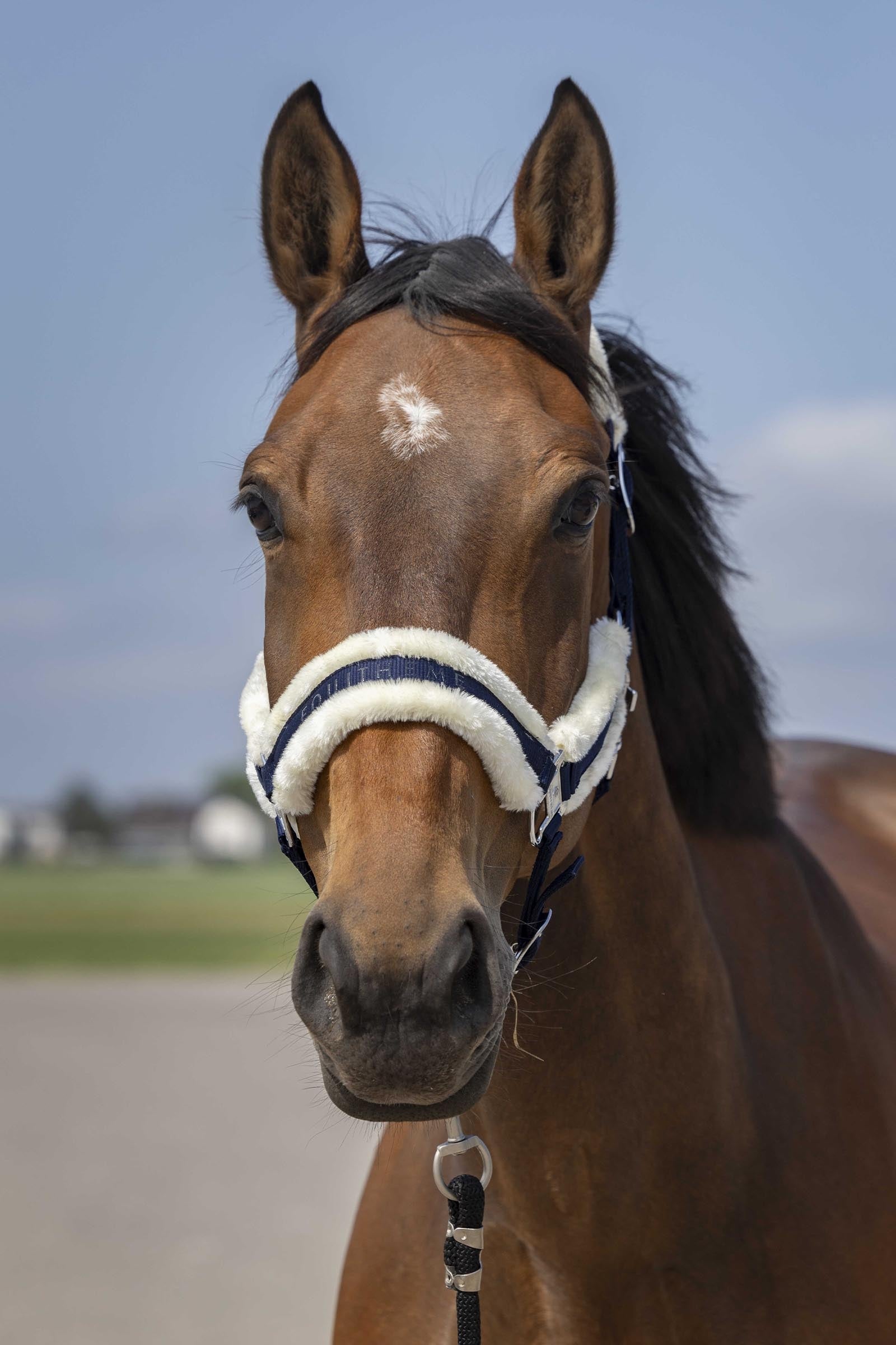 Equi Theme EQUITHÈME Nylon Mouton Halter Halters & Leads