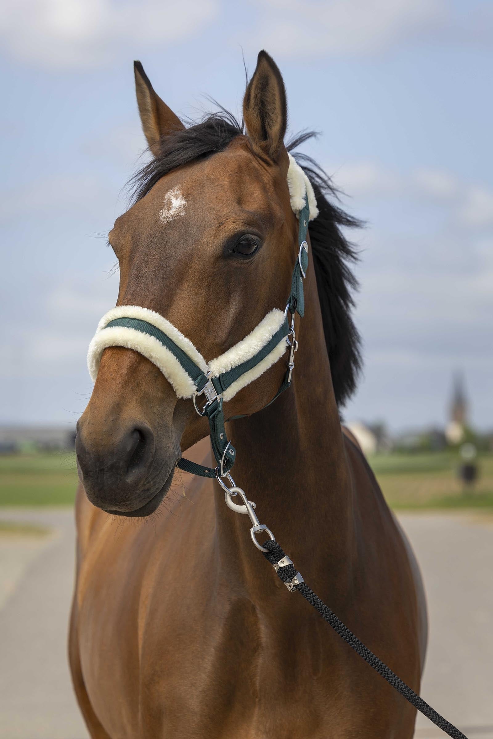 EQUITHÈME Nylon Mouton licol Licols & longes