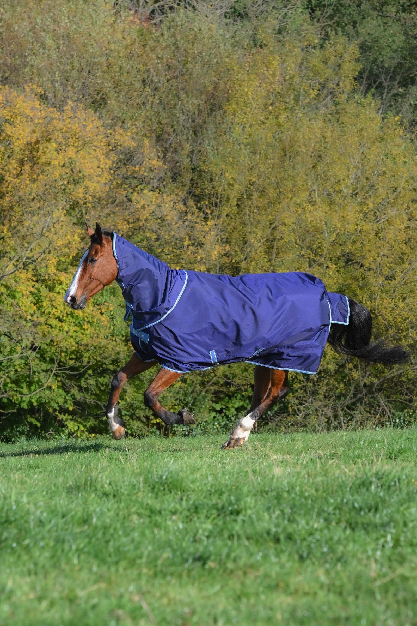 Bucas Atlantic Exclusive Rug & Neck, 150 g Couvertures cheval
