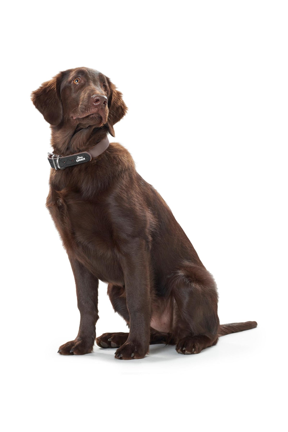 Eskadron SPARK Dog Collar Dog Accesories