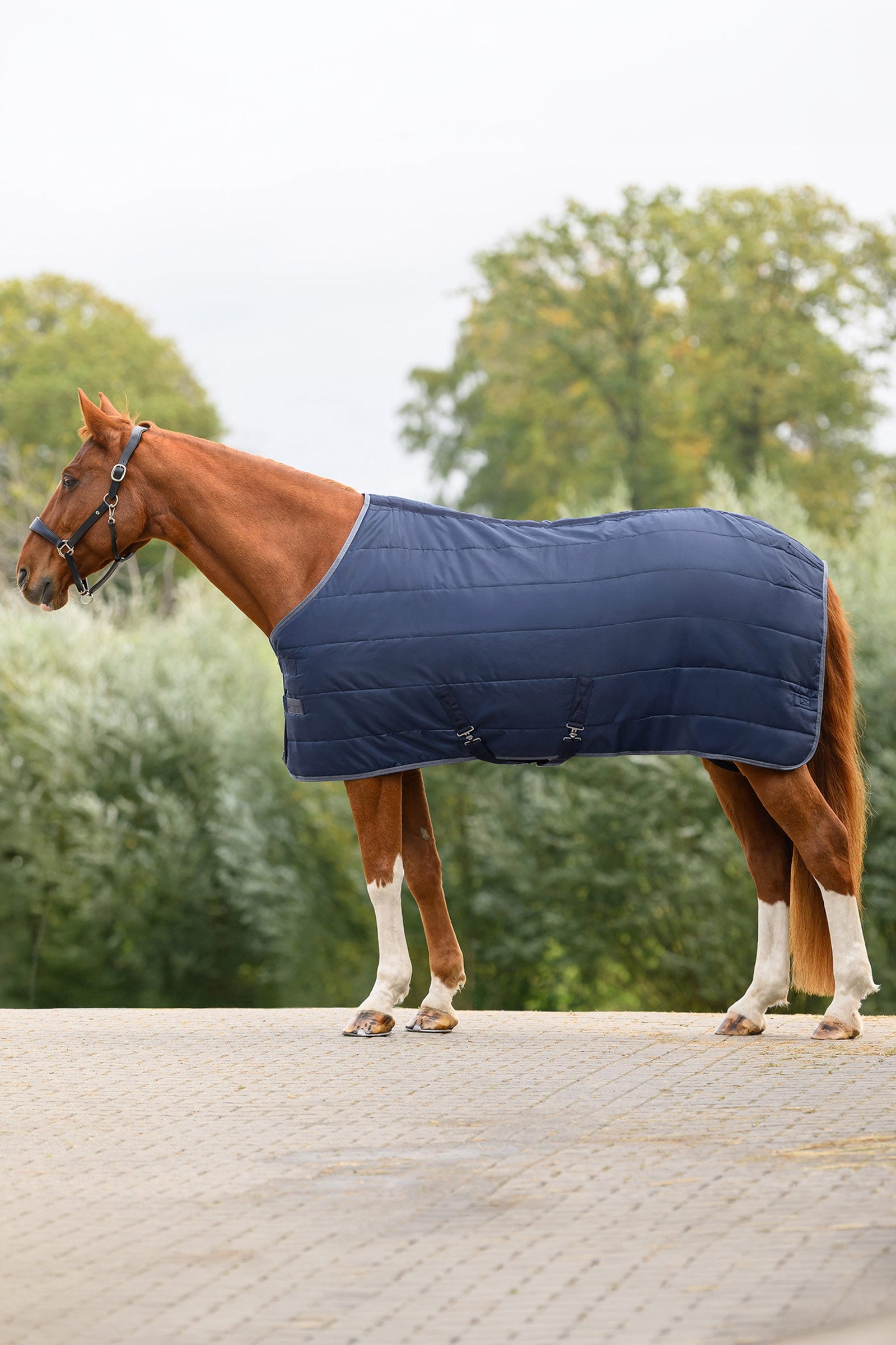 Waldhausen ECONOMIC couverture d’écurie, 100g Couvertures cheval