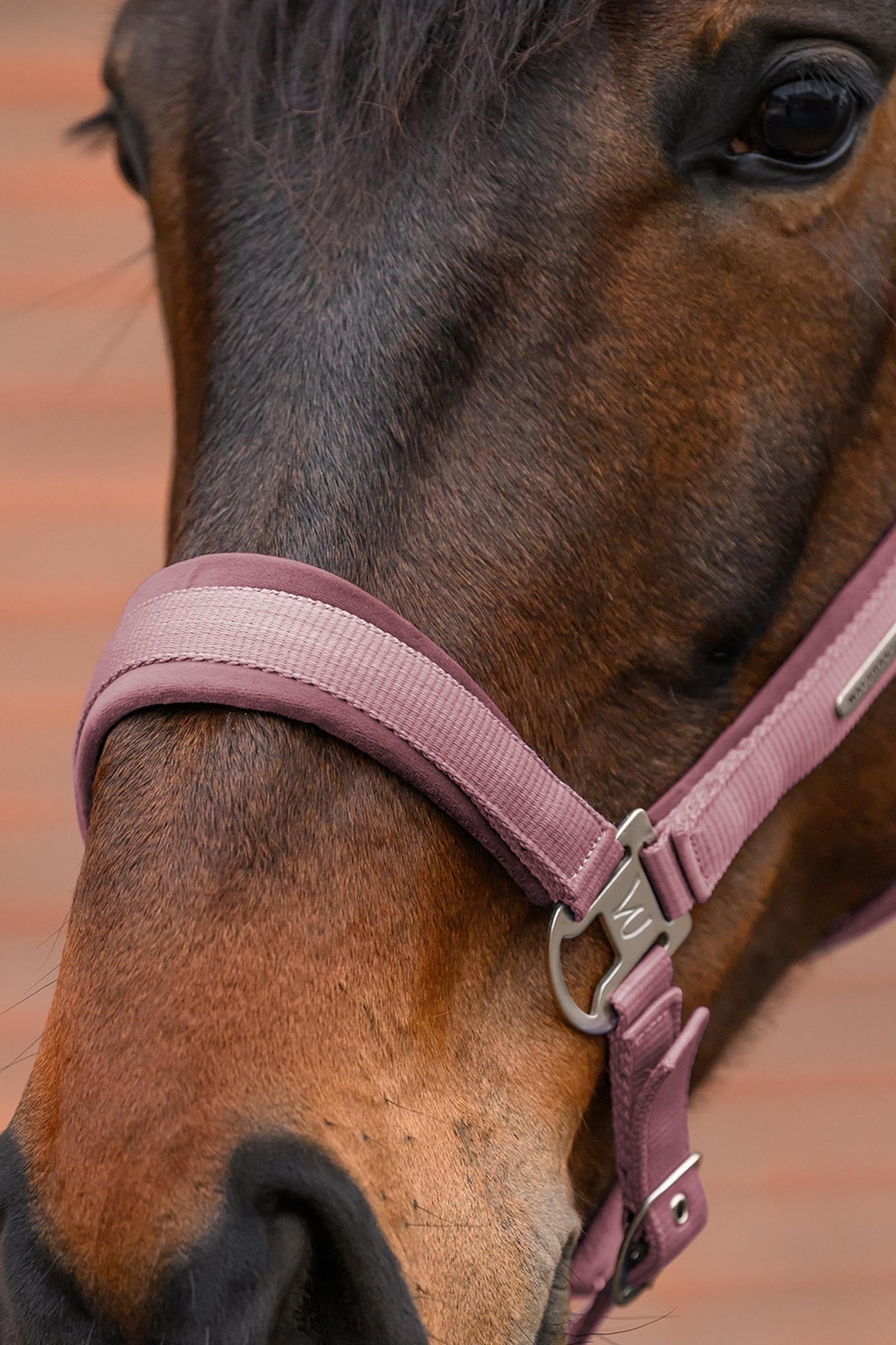 Waldhausen Velvet Halter and Lead Rope Set Halters & Leads