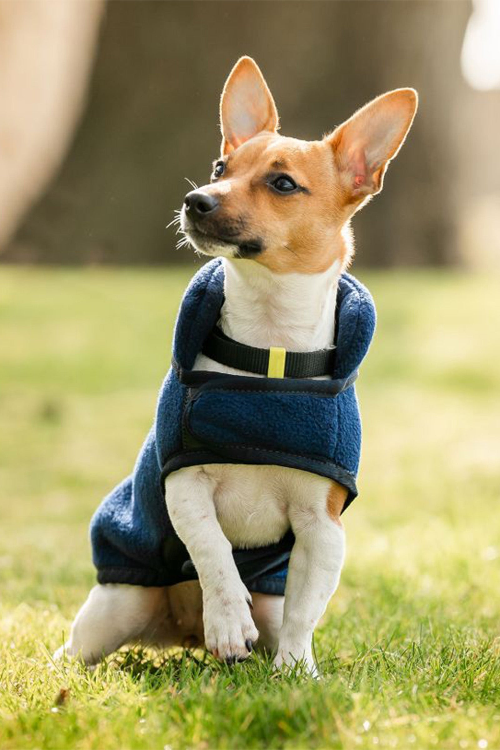 Horseware Couverture polaire pour chien Signature Chiens